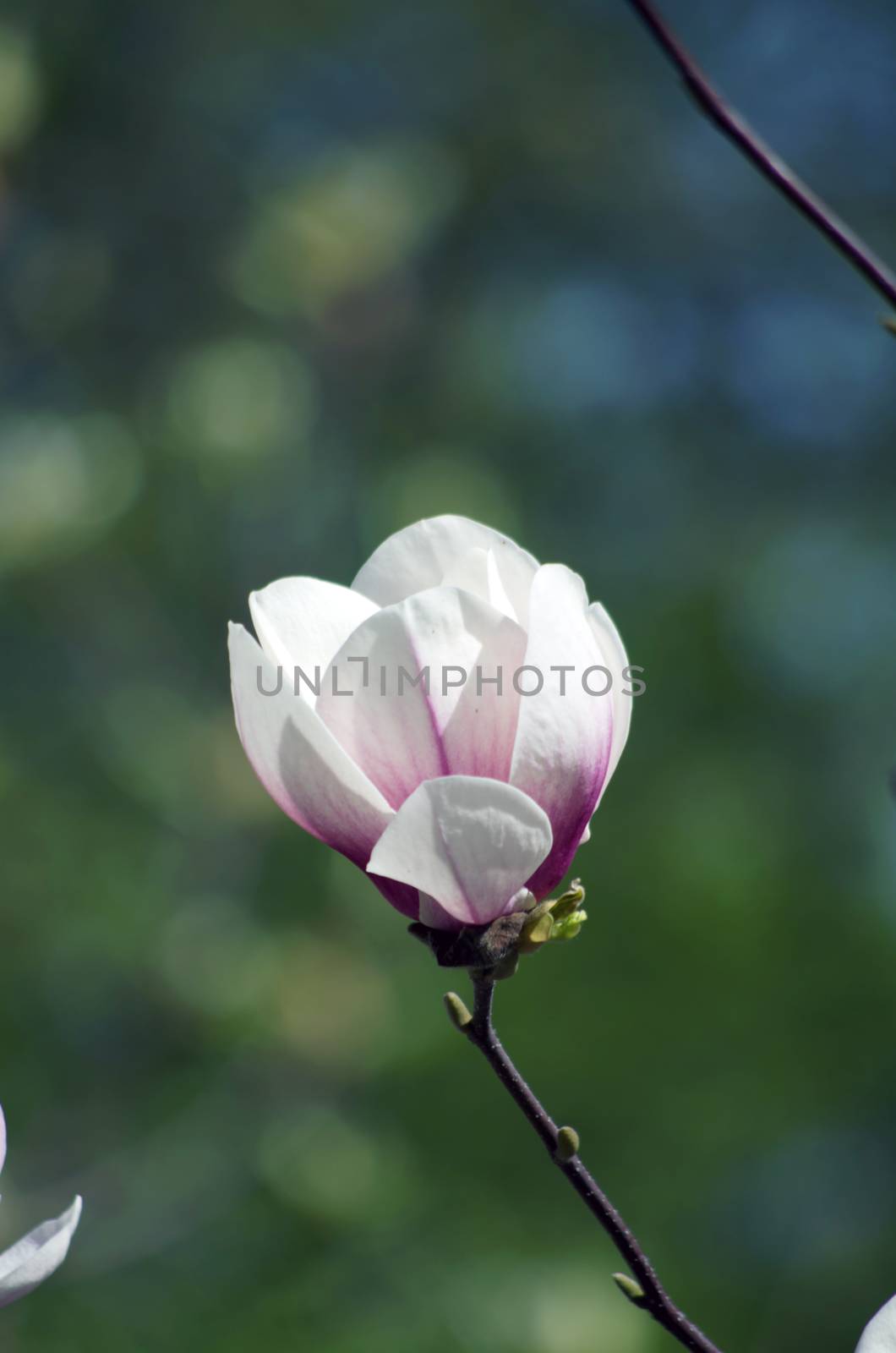 Blossoming of magnolia flowers in spring time by dolnikow