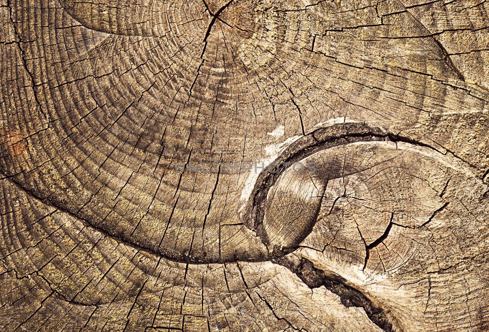 abstract background or texture growth rings sawing tree stump