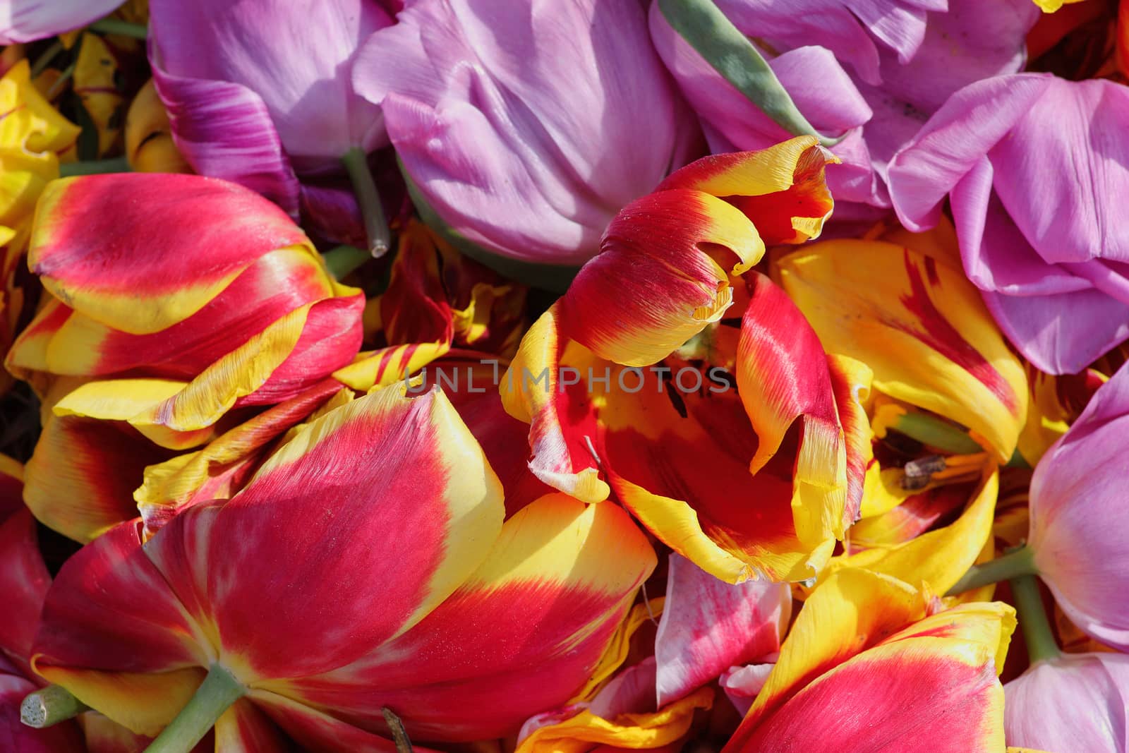 background cut buds wilted tulips, shot from above