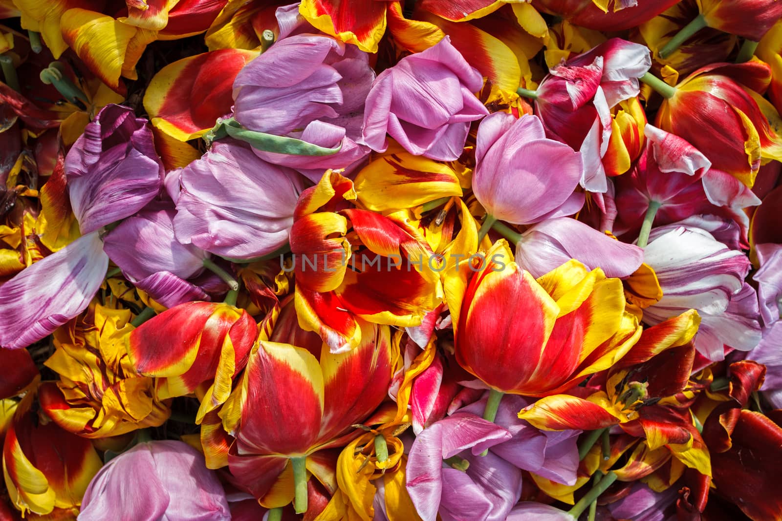 background cut buds wilted tulips, shot from above