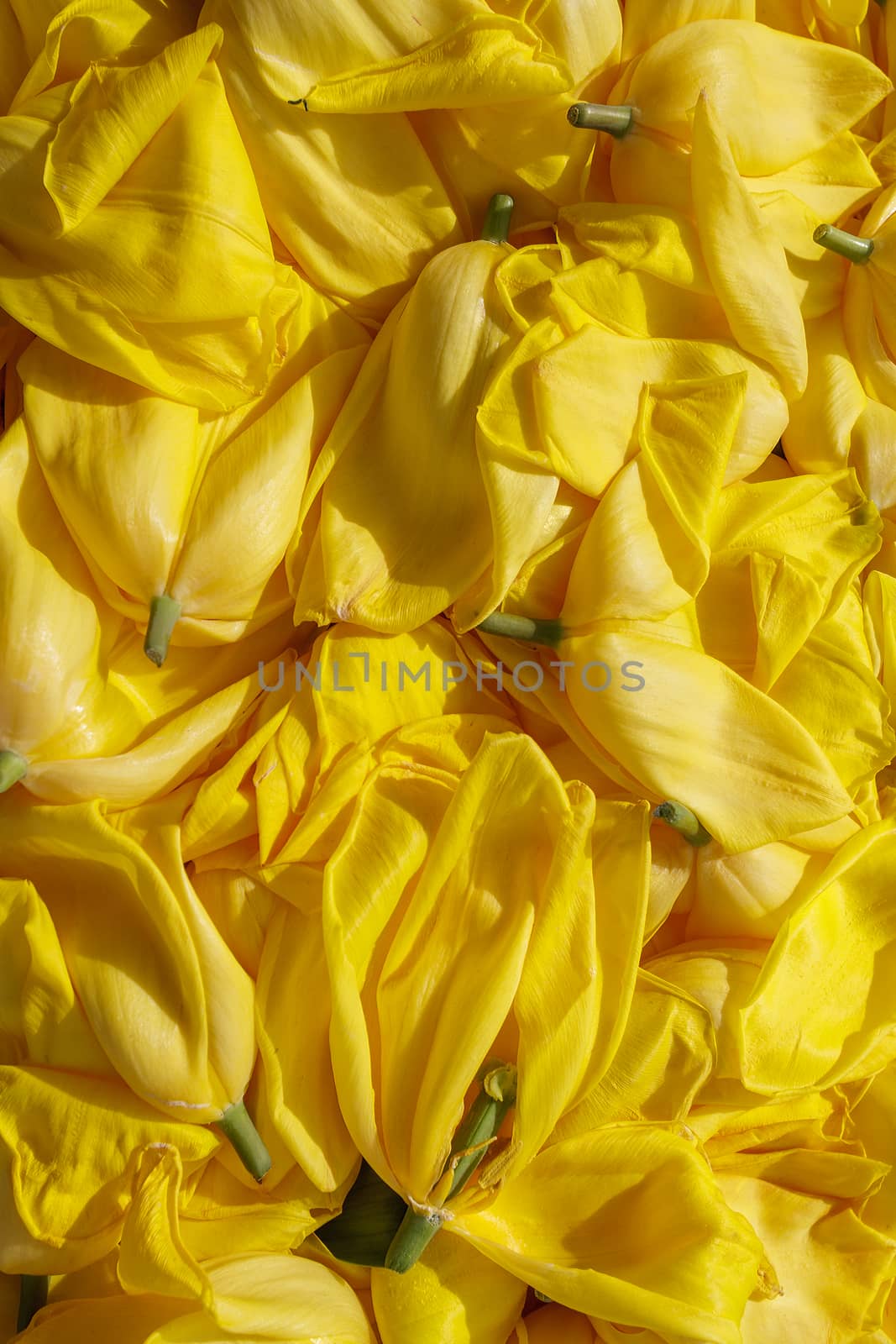 background cut yellow buds, wilted tulips, shot from above