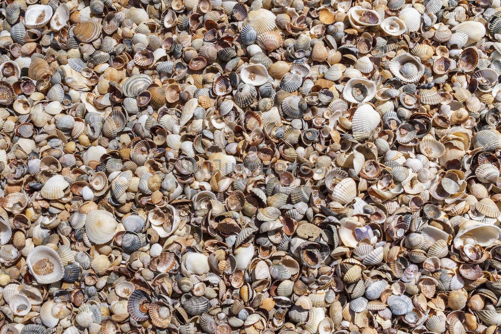 Seashells background. Many sea shells on a beach summer background. Small seashells and sand beach holiday background, summer backdrop. 