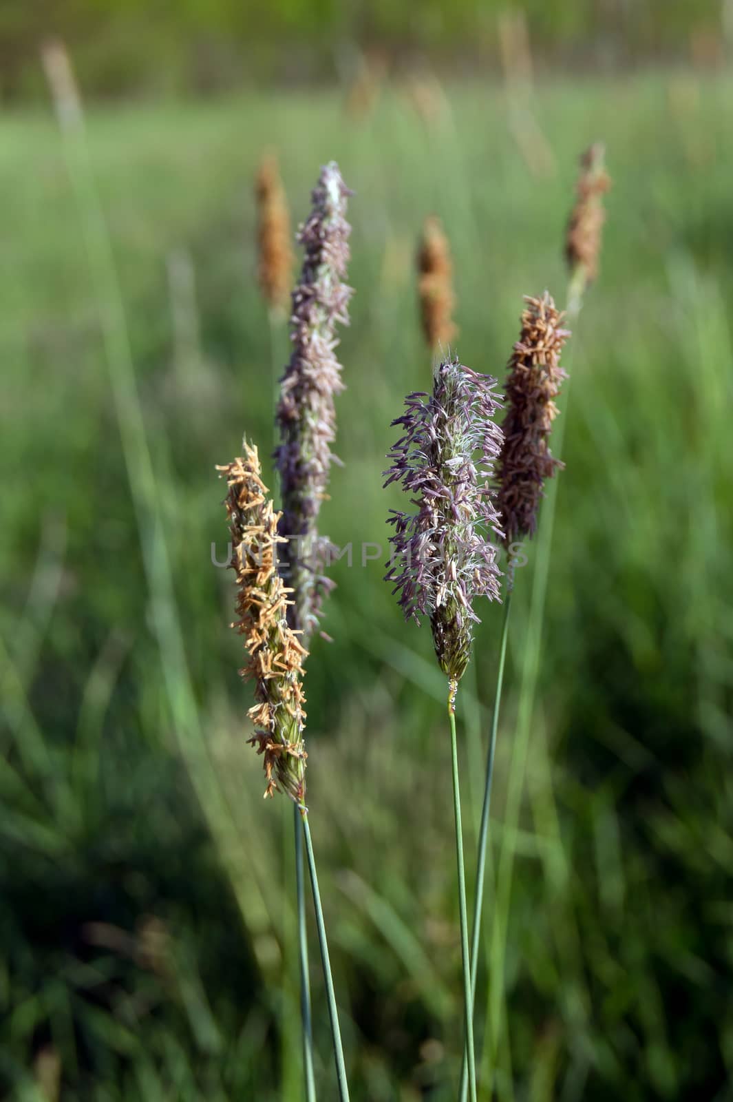 Timothy grass (Phleum pratensis) by dadalia