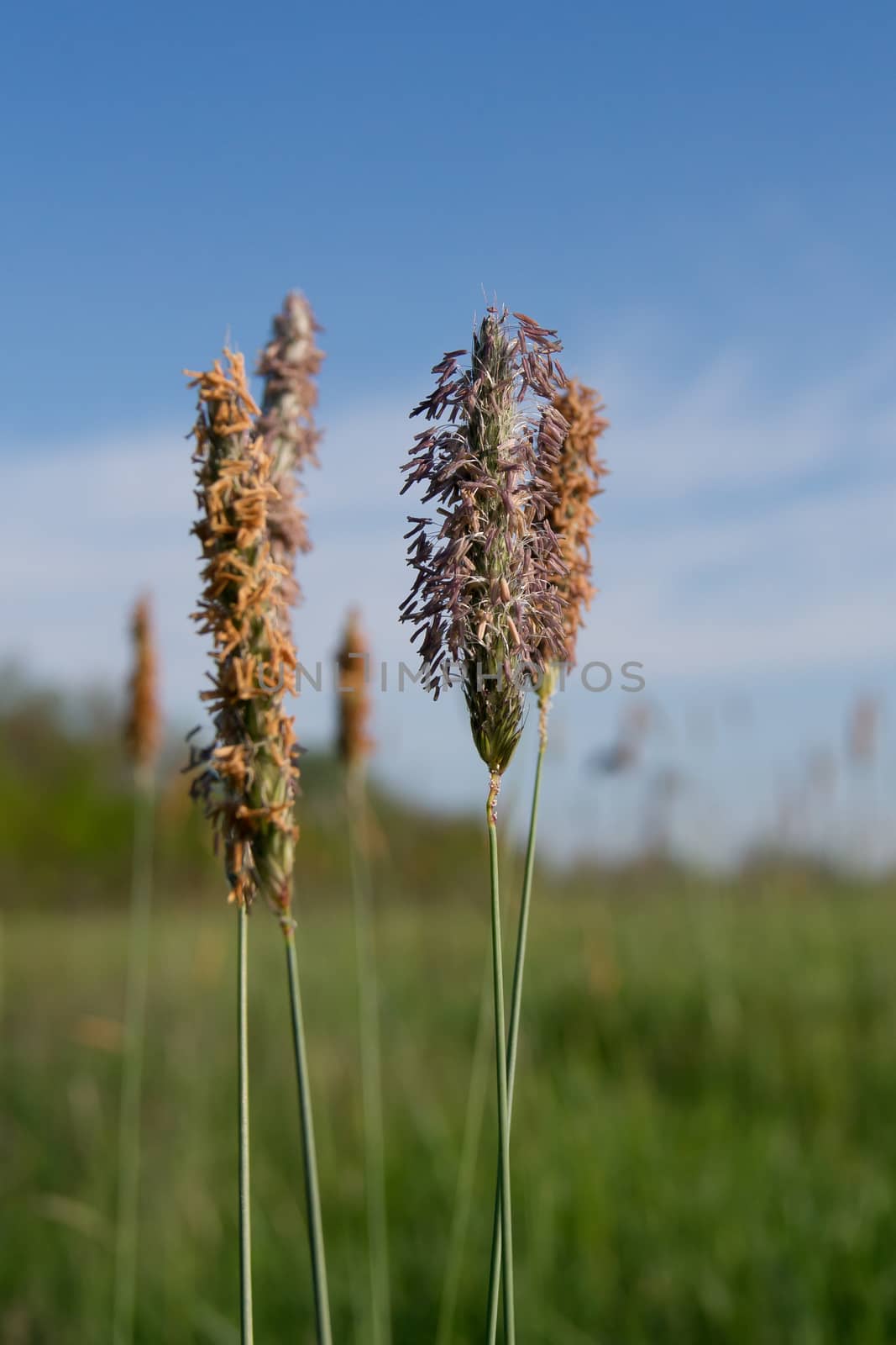 Timothy grass (Phleum pratensis) by dadalia