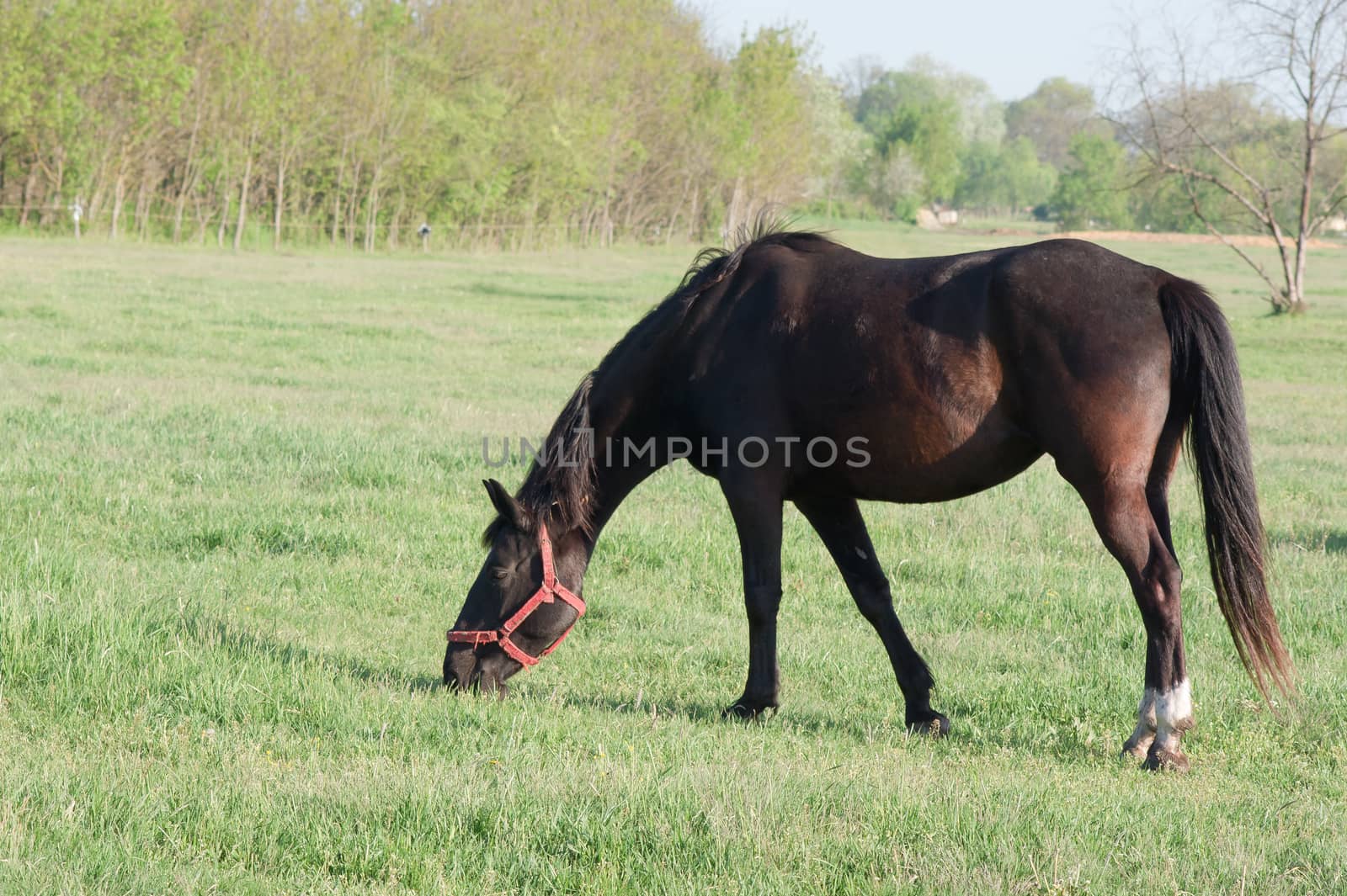 Horses graze freely on pasture in the spring.