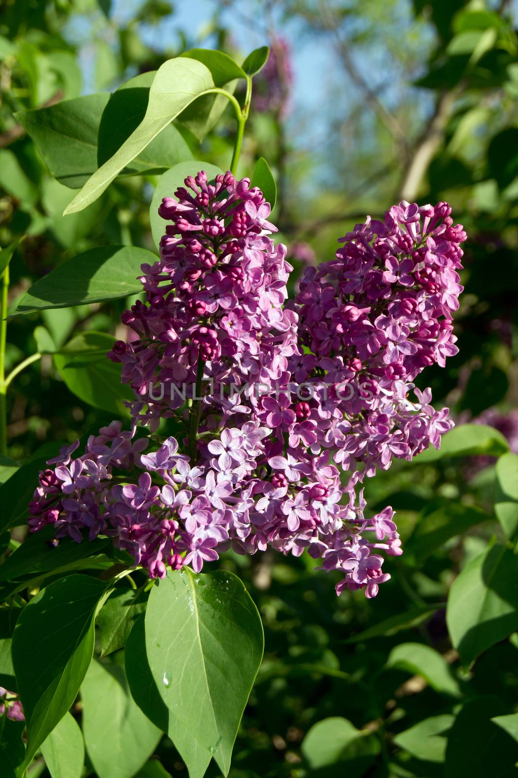 The purple lilac flower blooms in the gardens.