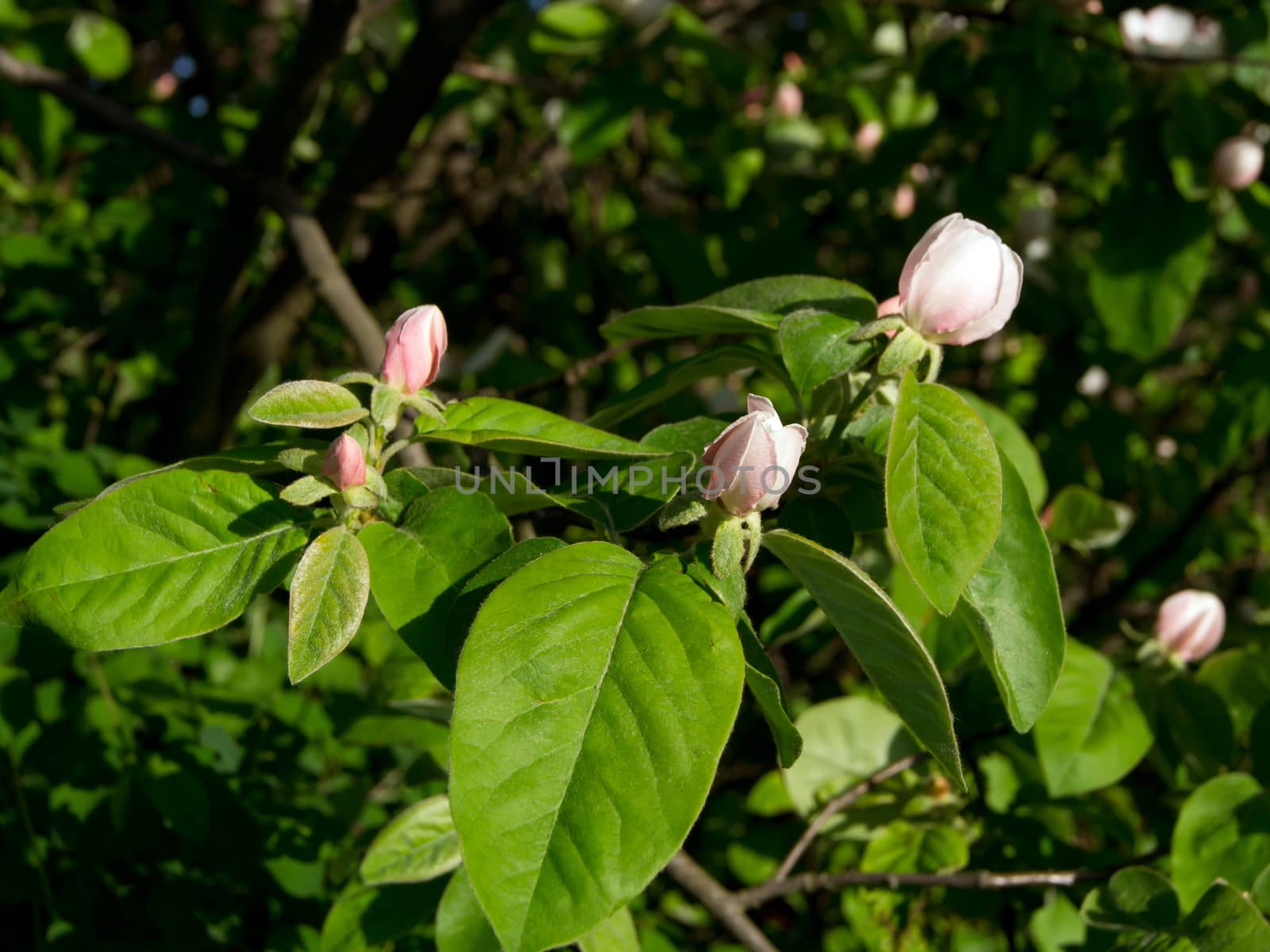 The flower of quince (Cydonia oblonga) in the trees