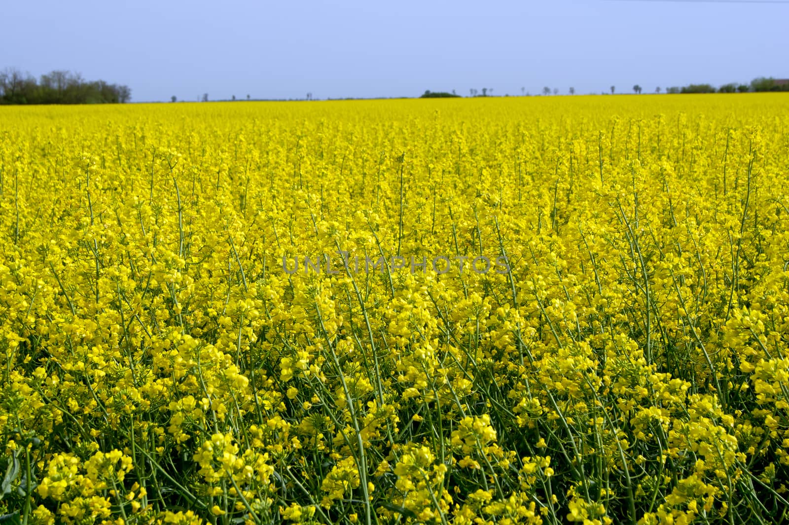 The rapeseed (Brassica napus) field yellow spring.