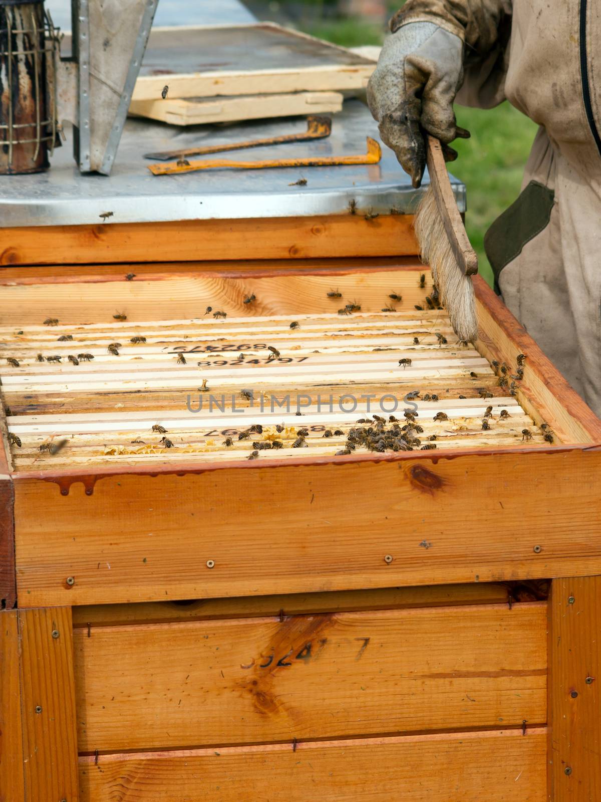 Bees prepare a delicious honey in the hives.