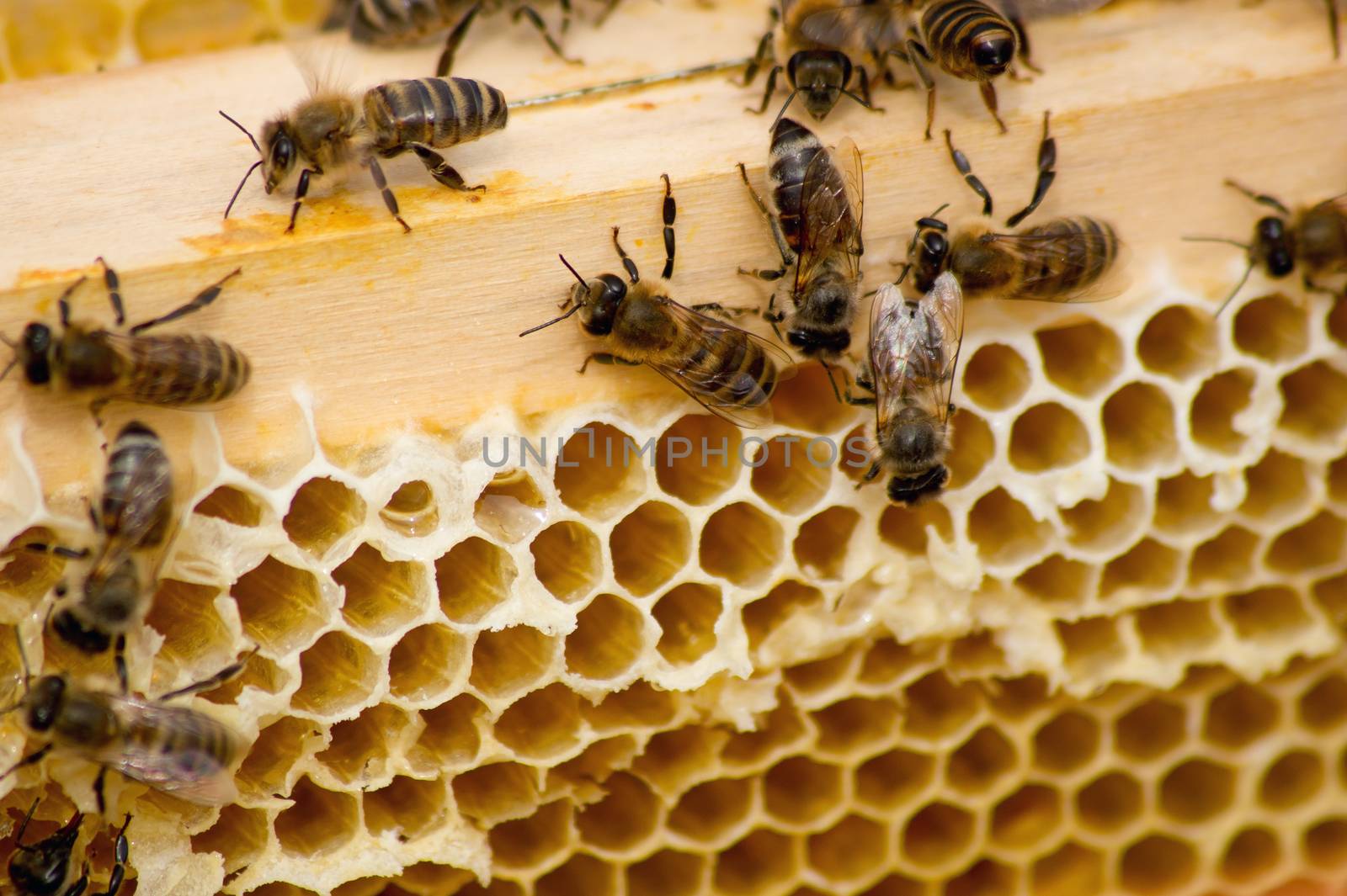 Bees prepare a delicious honey in the hives.