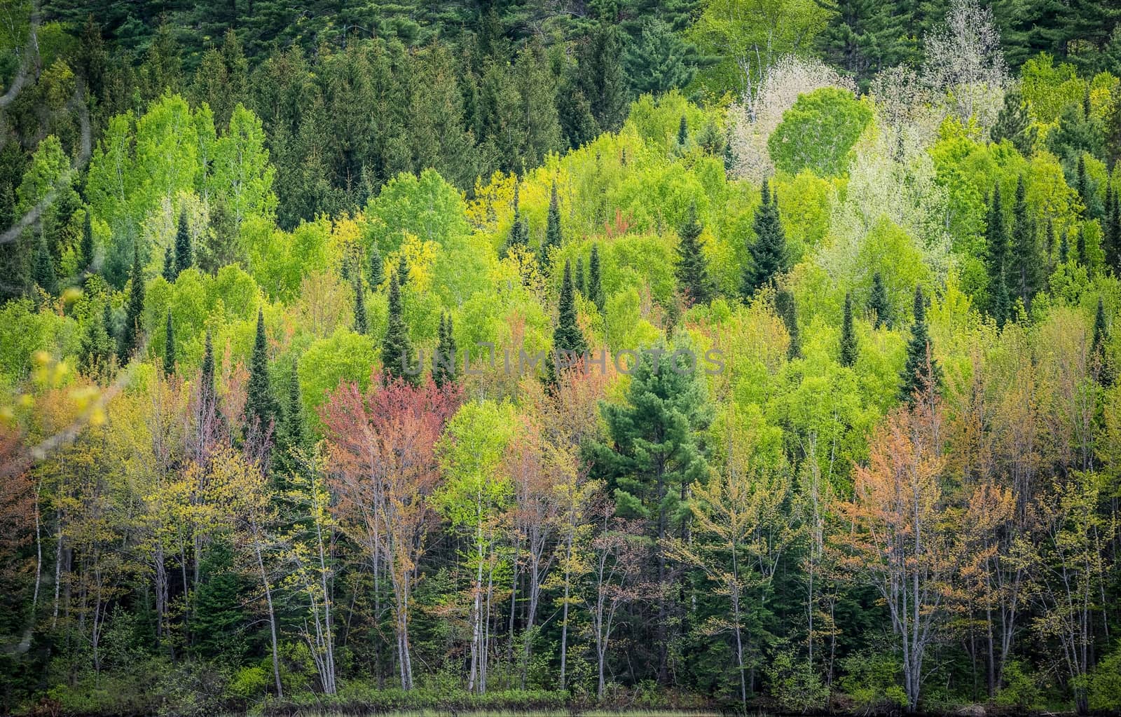 A mixture of deciduous and coniferous trees on a sloping hillside provide a staggered view of budding green forests.