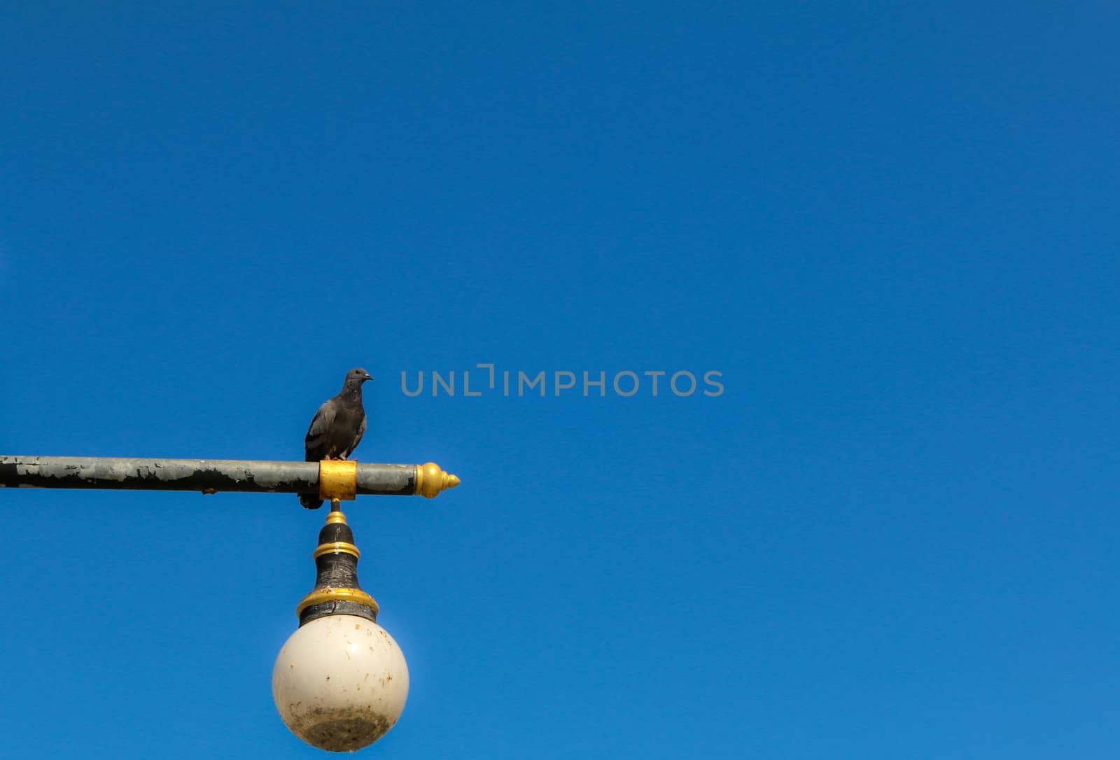 Pigeons on lamp post