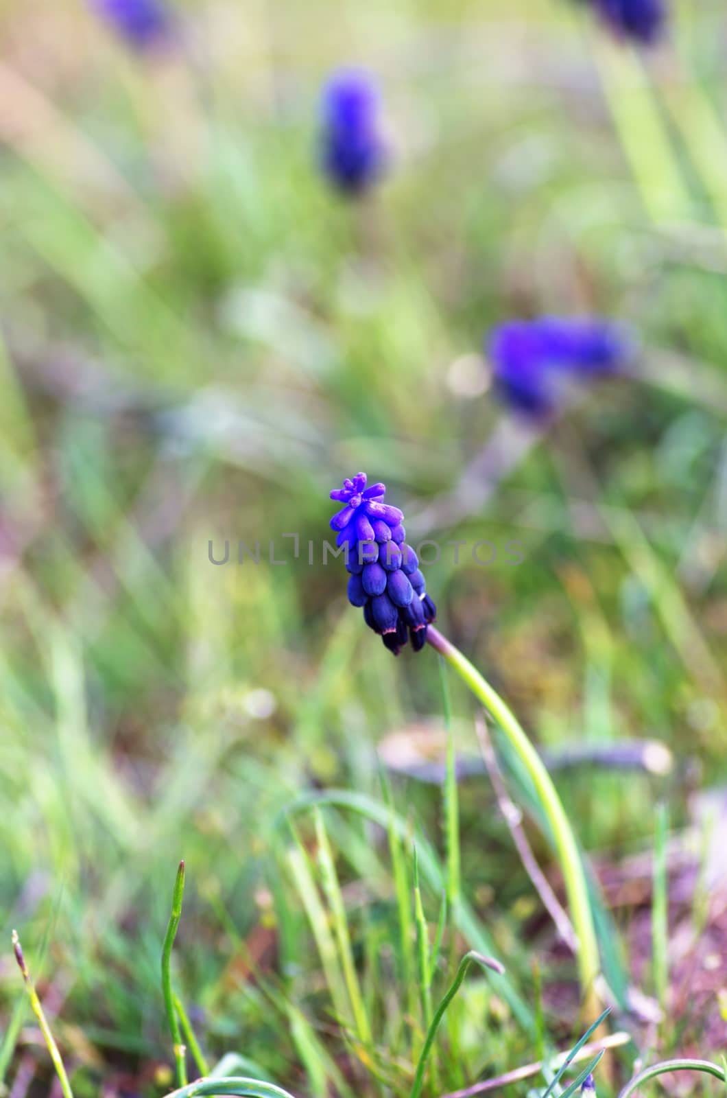 Blue spring flowers grape hyacinth, close-up