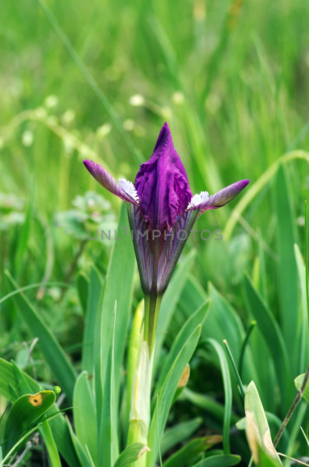 Close-up of violet wild iris 