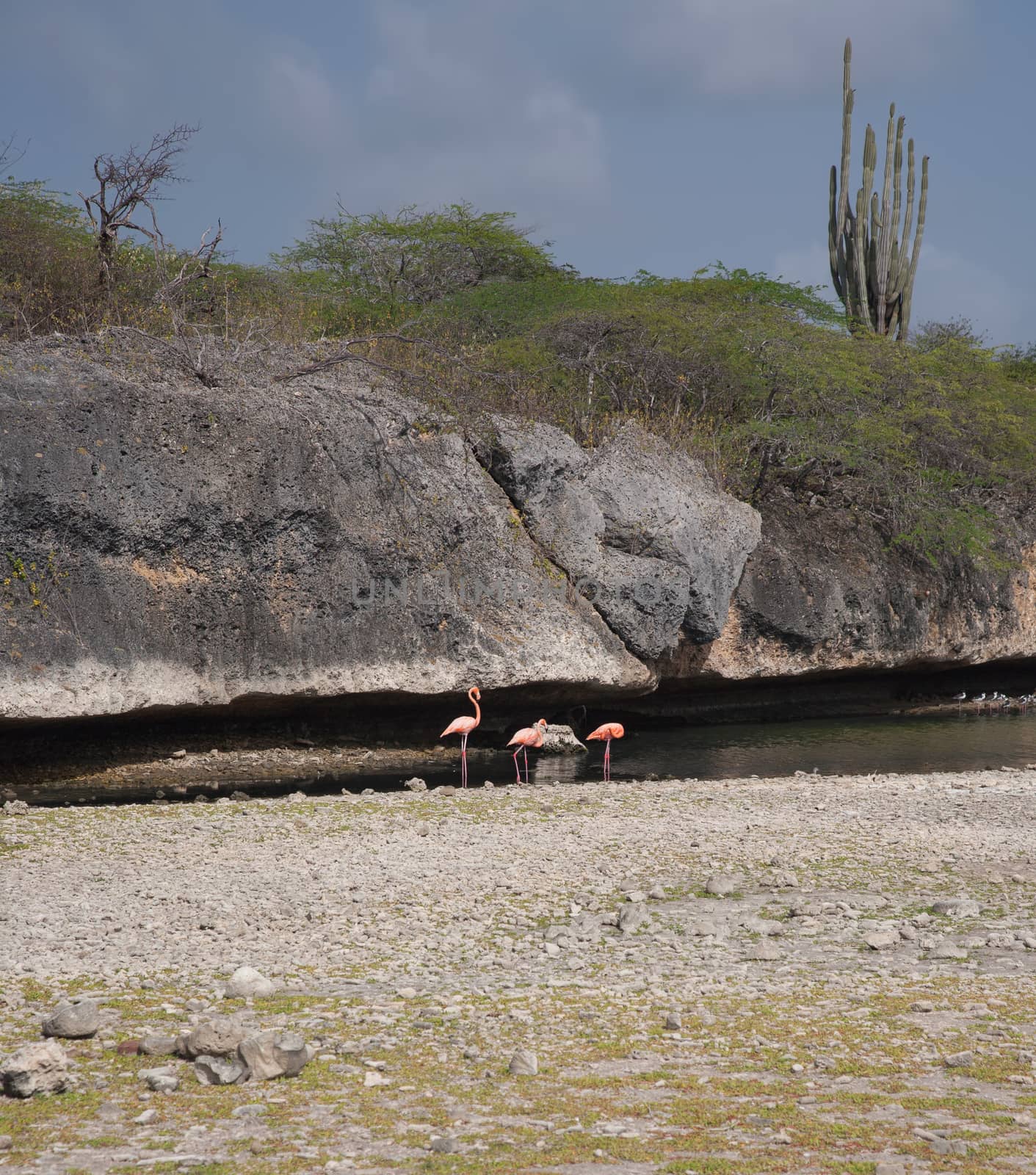 rose Flamingo lake caribbean Bonaire island Netherland Antilles;