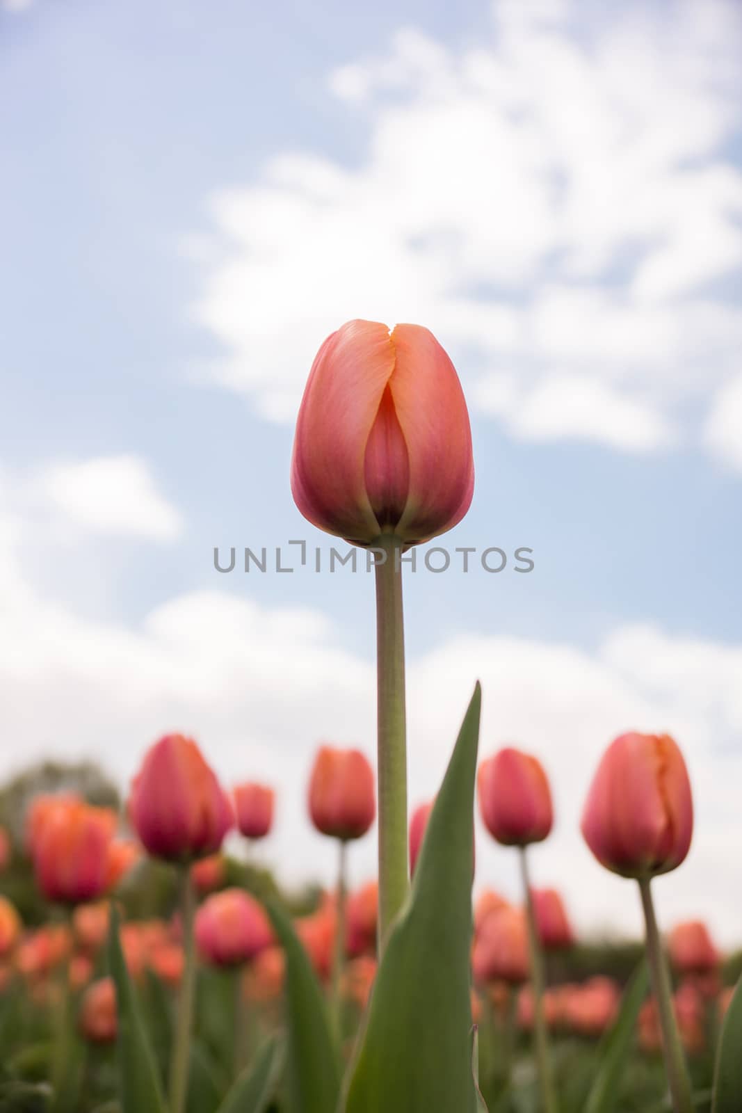 The photo shows a field of red tulips