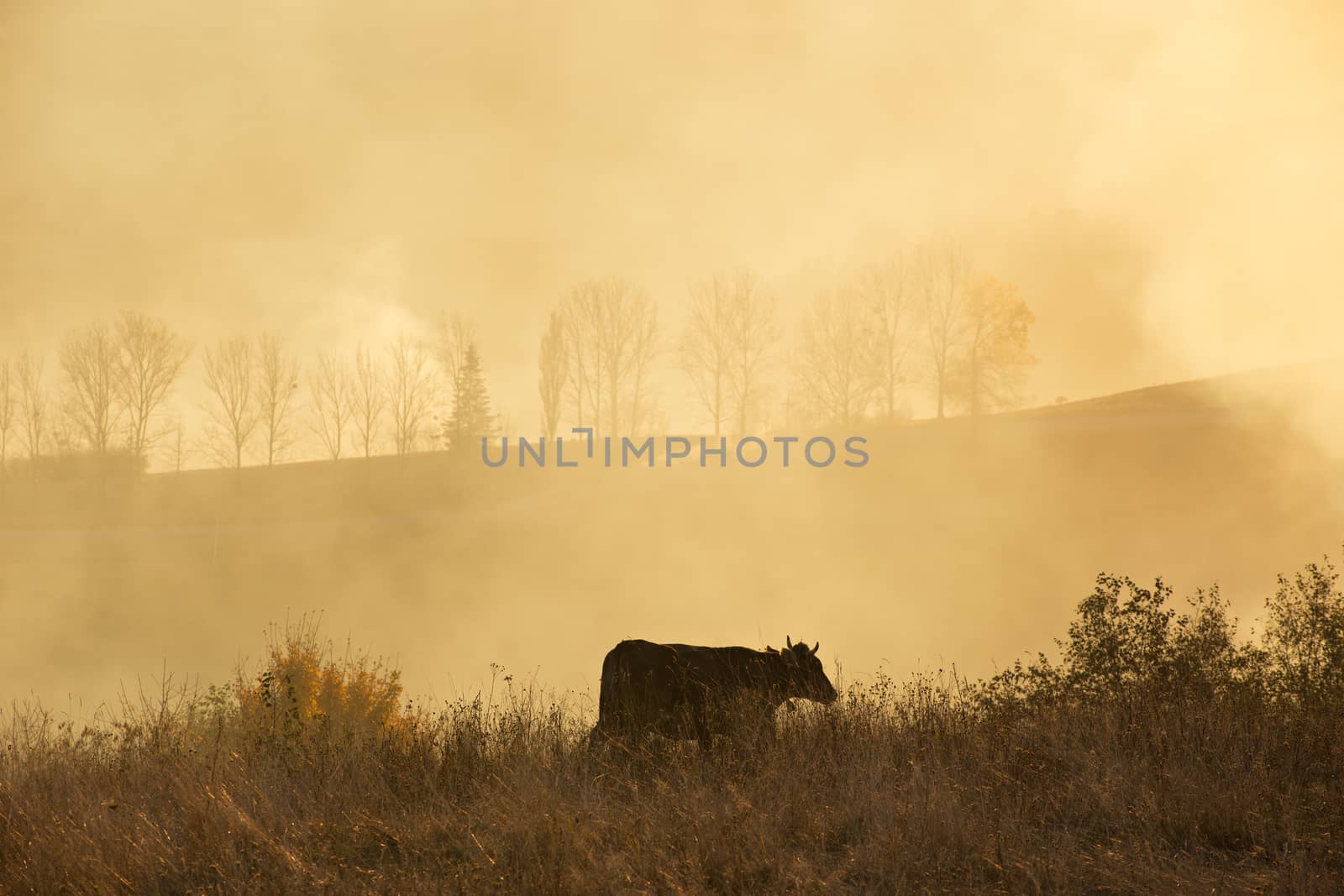 A cow in a field. Sunny misty day in a hills by weise_maxim