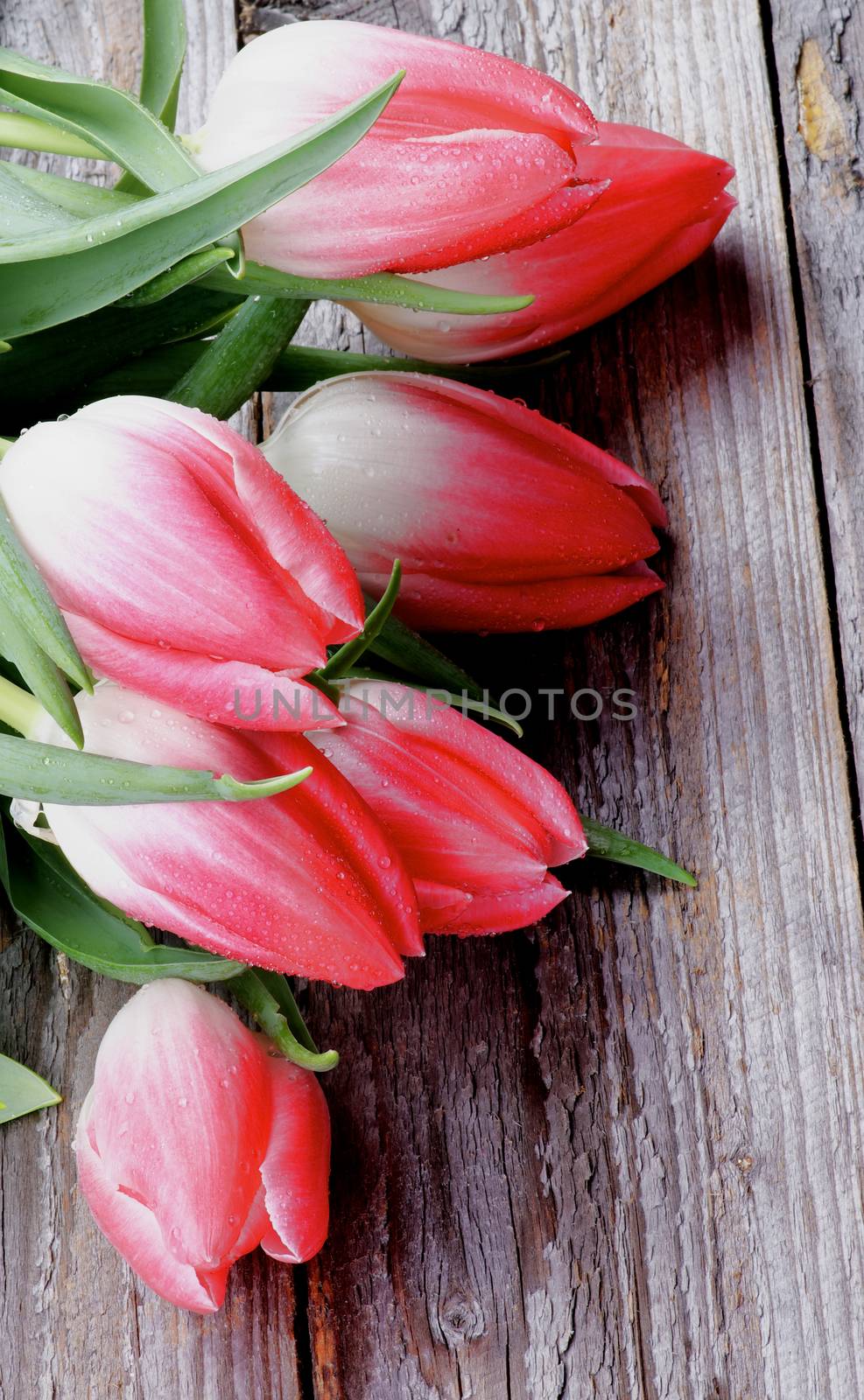 Corner Border of Spring Magenta Tulips with Water Droplets closeup on Rustic Wooden background
