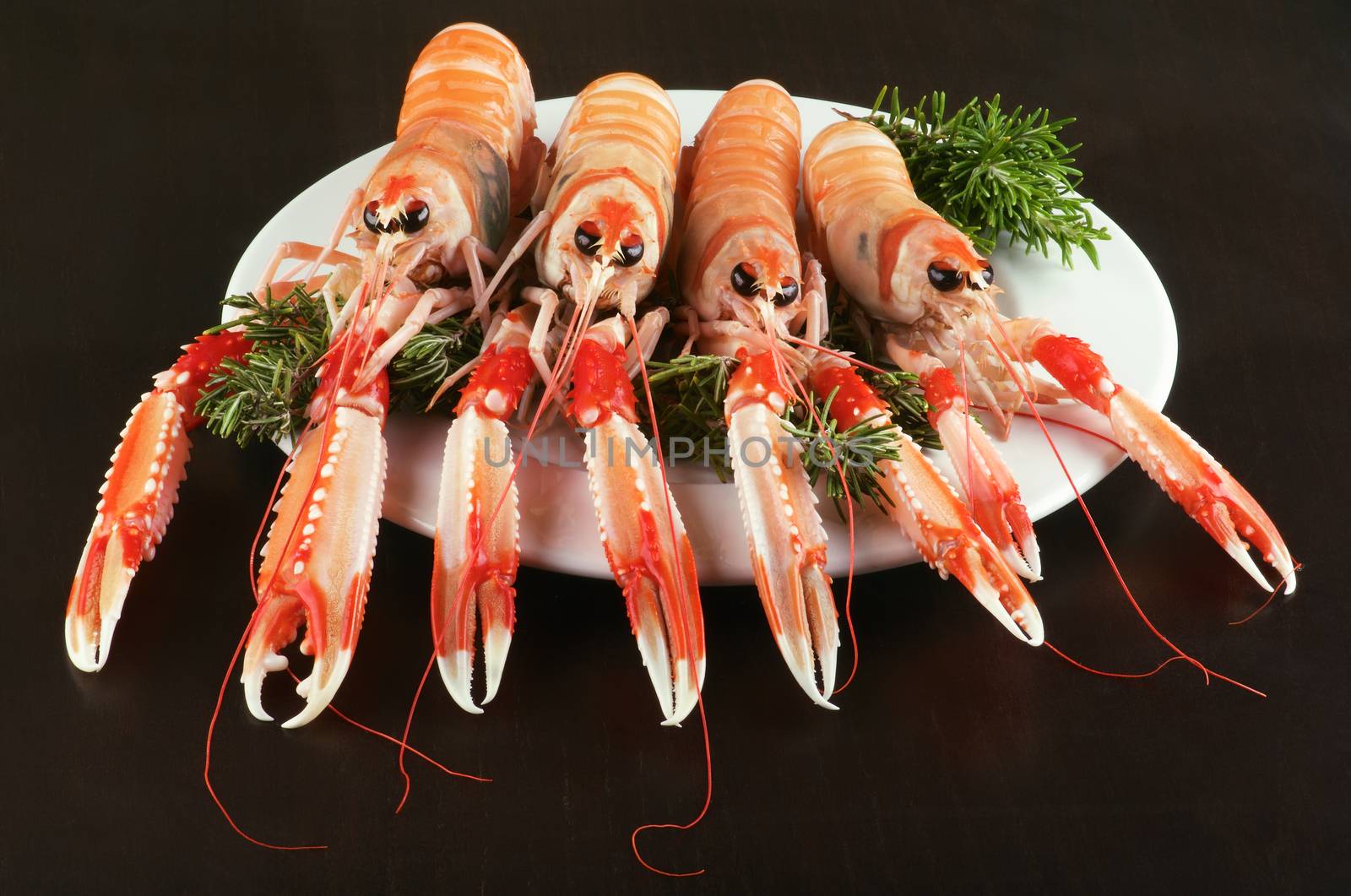 Four Delicious Raw Langoustines with Rosemary on White Plate closeup on Dark Wooden background