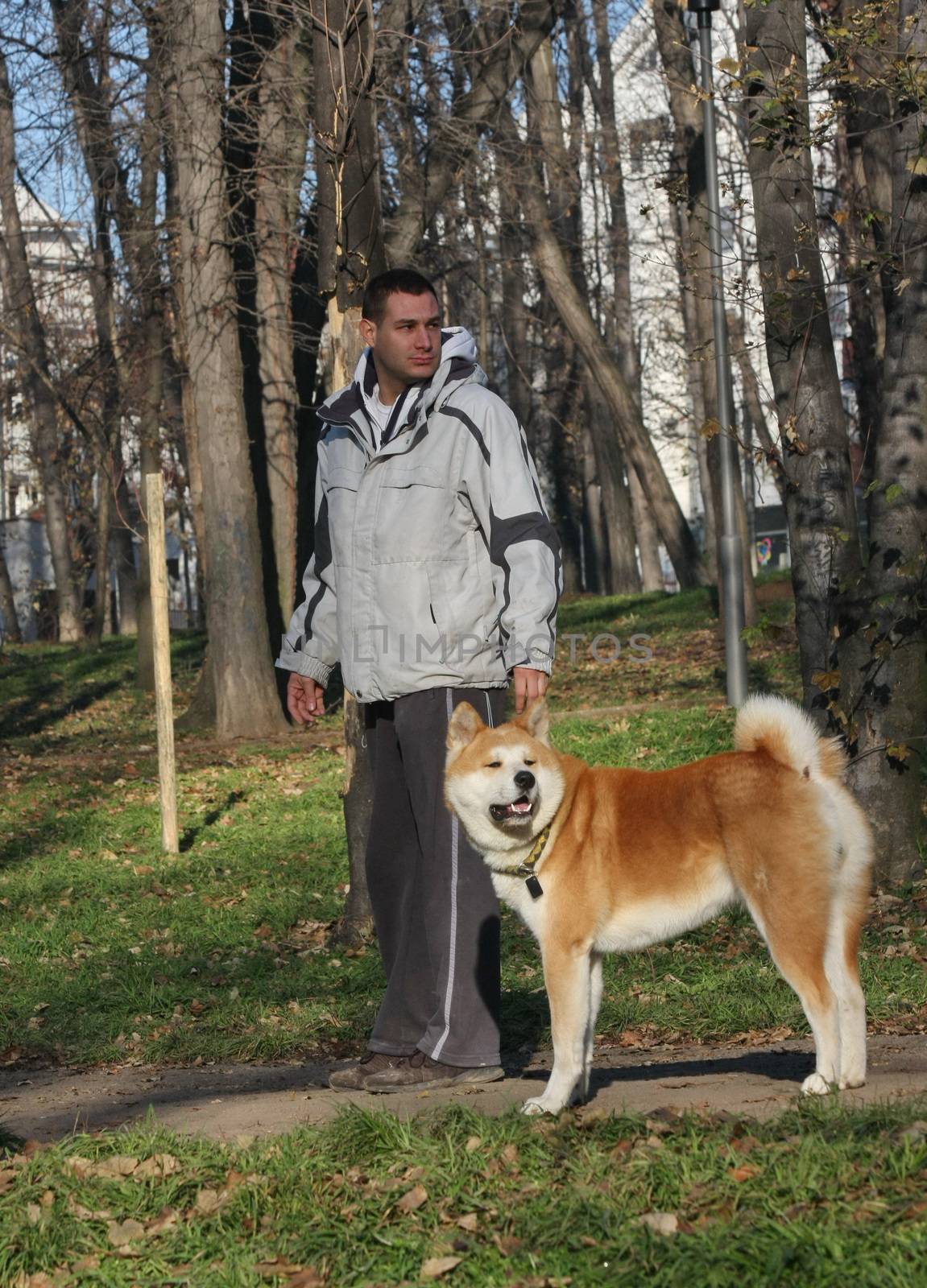 Beautiful Akita Inu and its owner walking in public park