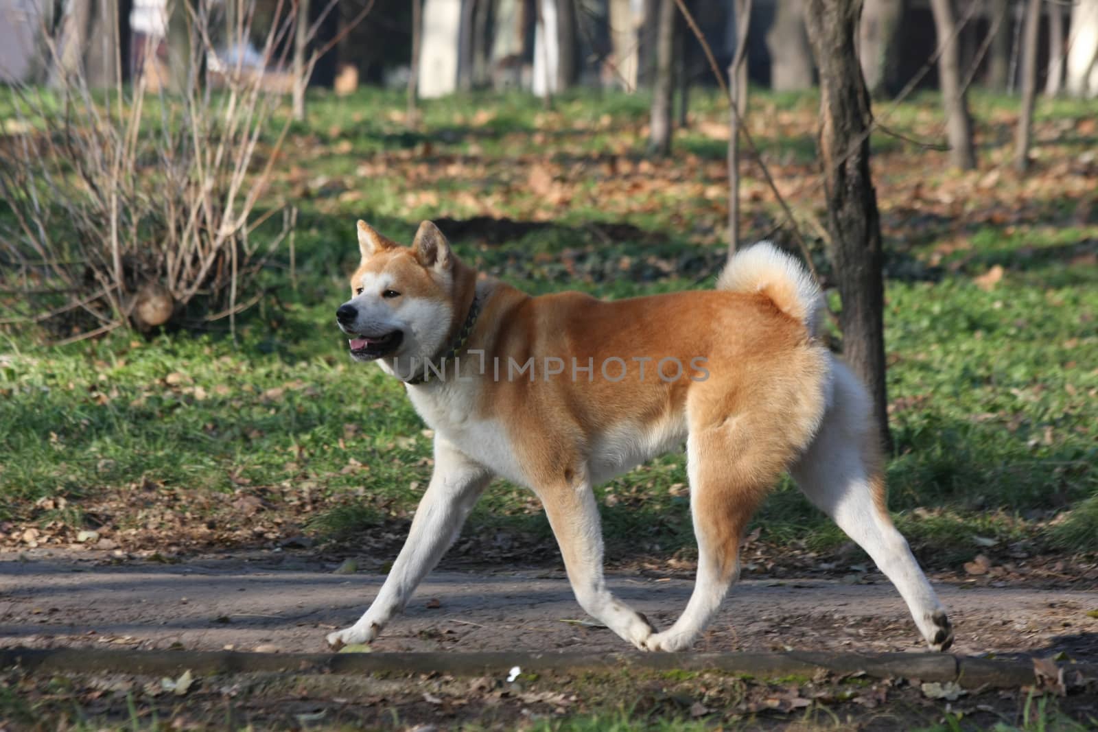 Beautiful Akita Inu proudly walking  in  public park
