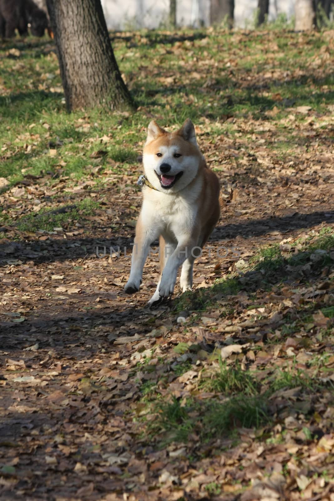 Gorgeus dog walking running  in the forest by tdjoric