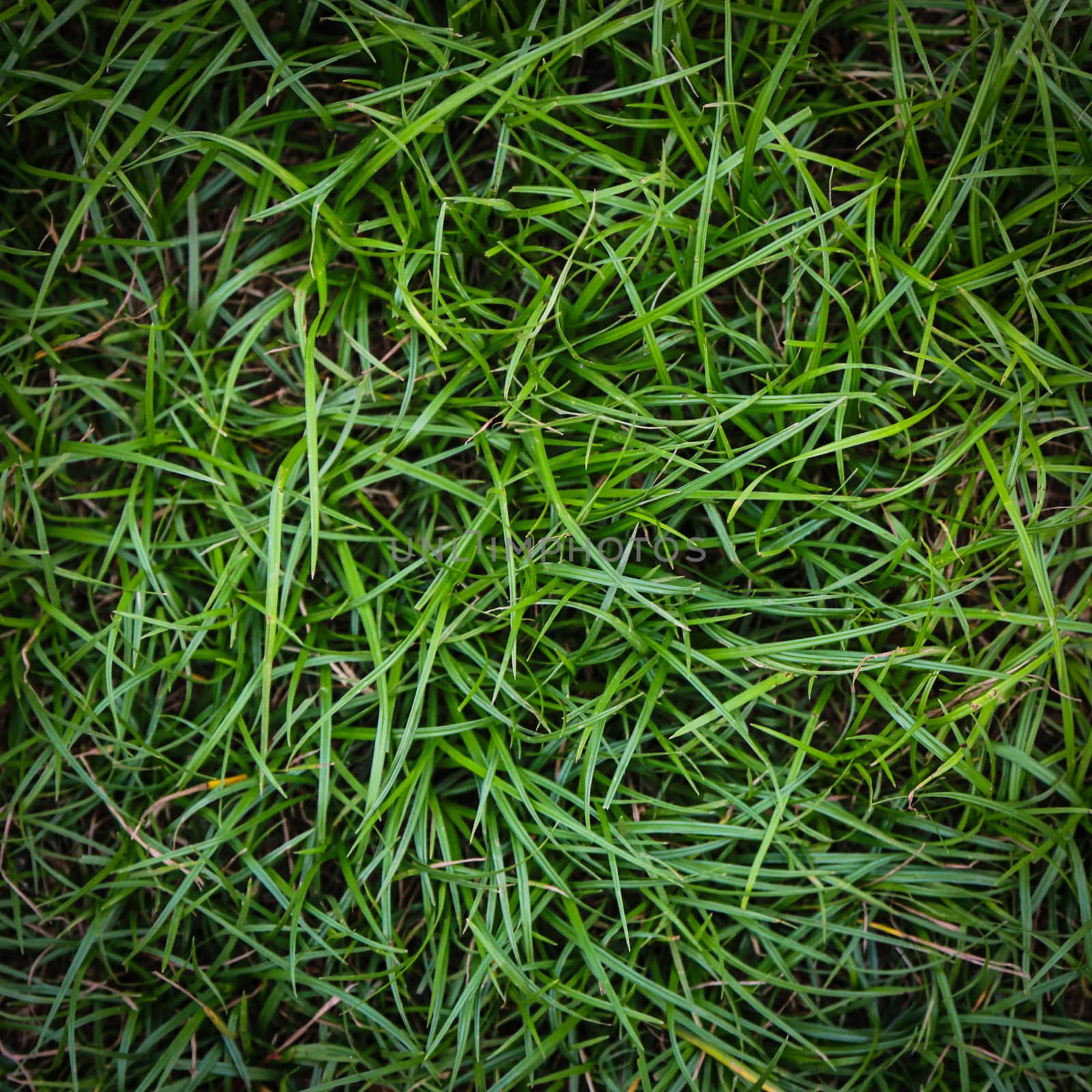 Fresh green grass by liewluck