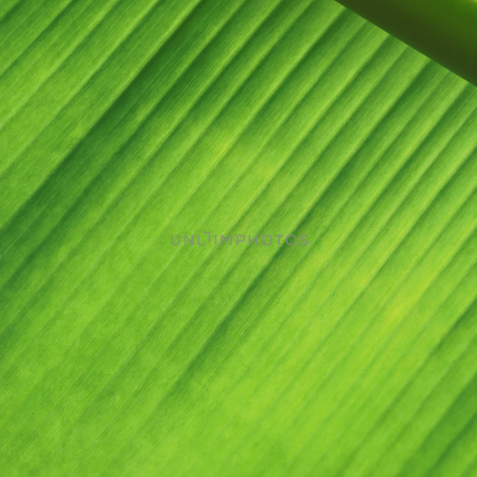 Line texture banana leaf with for background