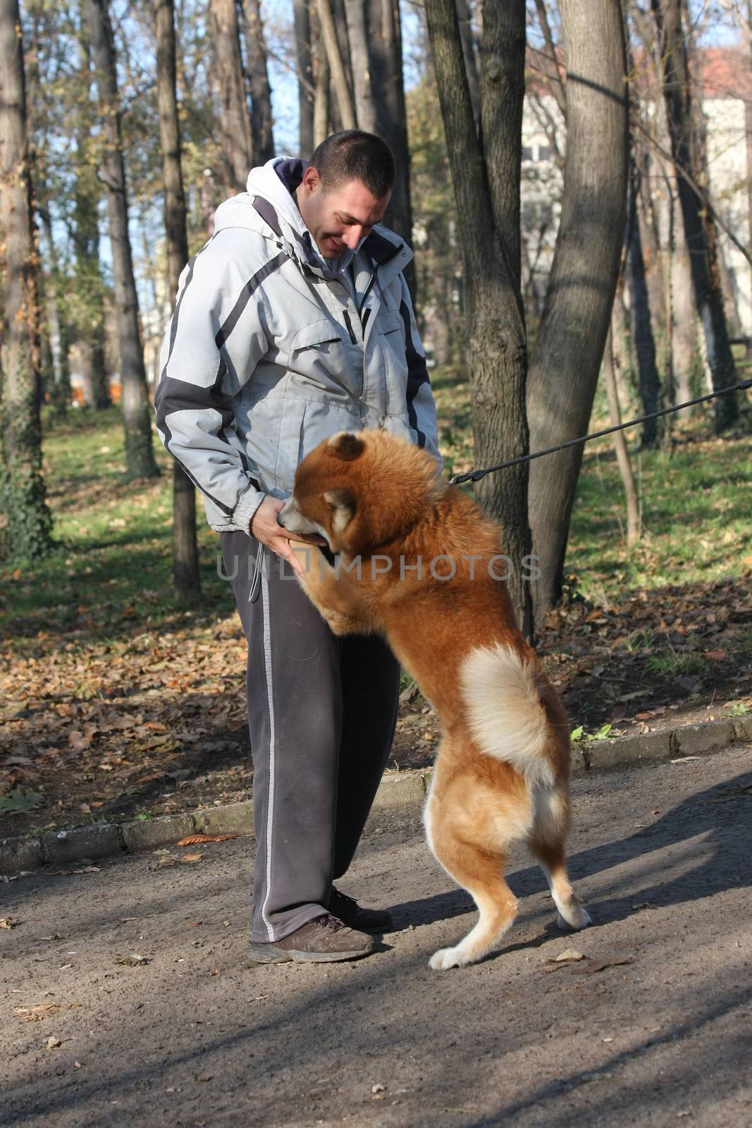 Joyful and happy Akita Inu meeting its friend in public park