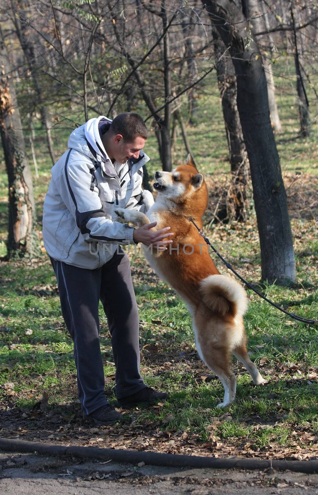 Joyful and happy Akita Inu meeting its friend in public park