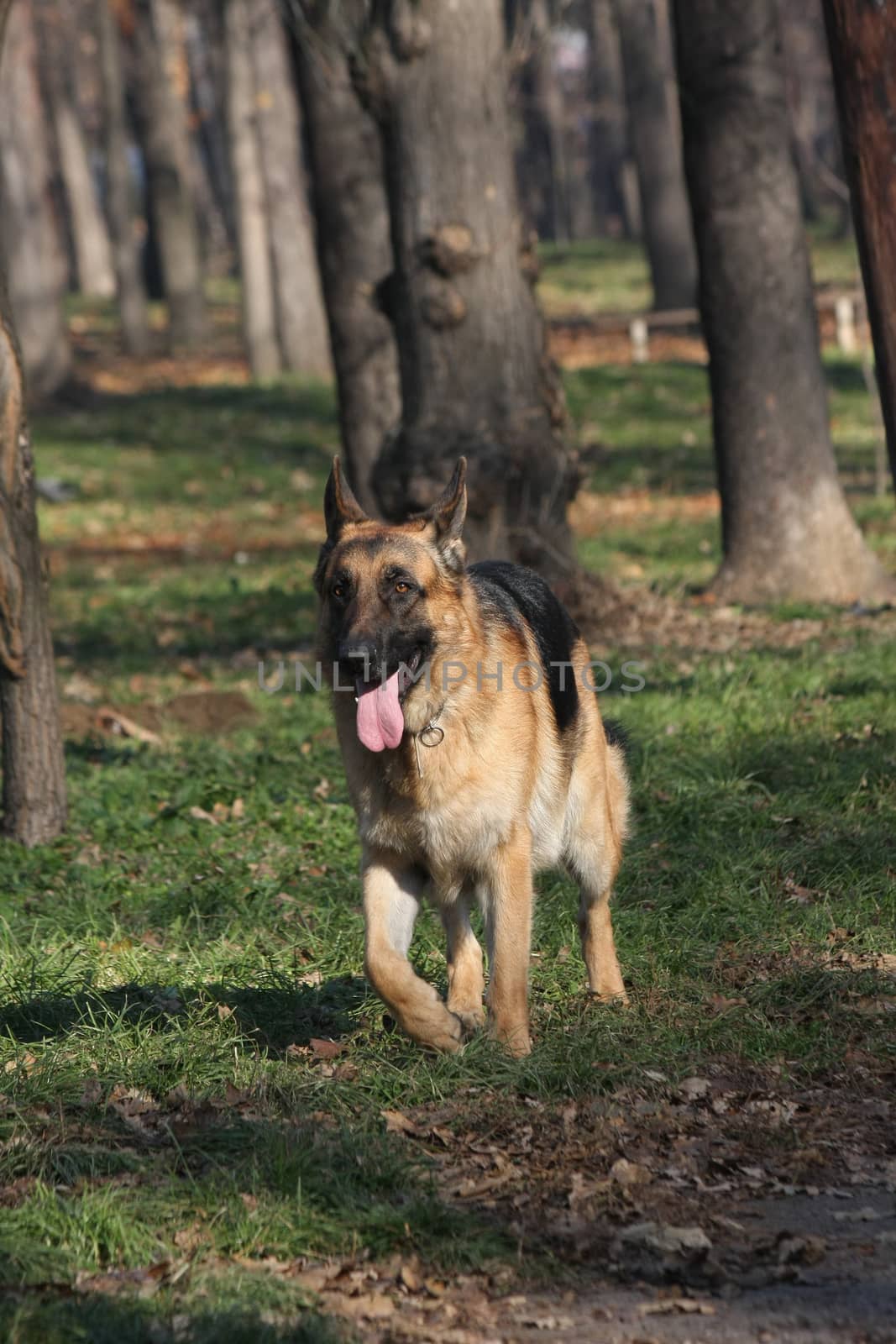 Beautiful German Shepherd  proudly walking  in public park