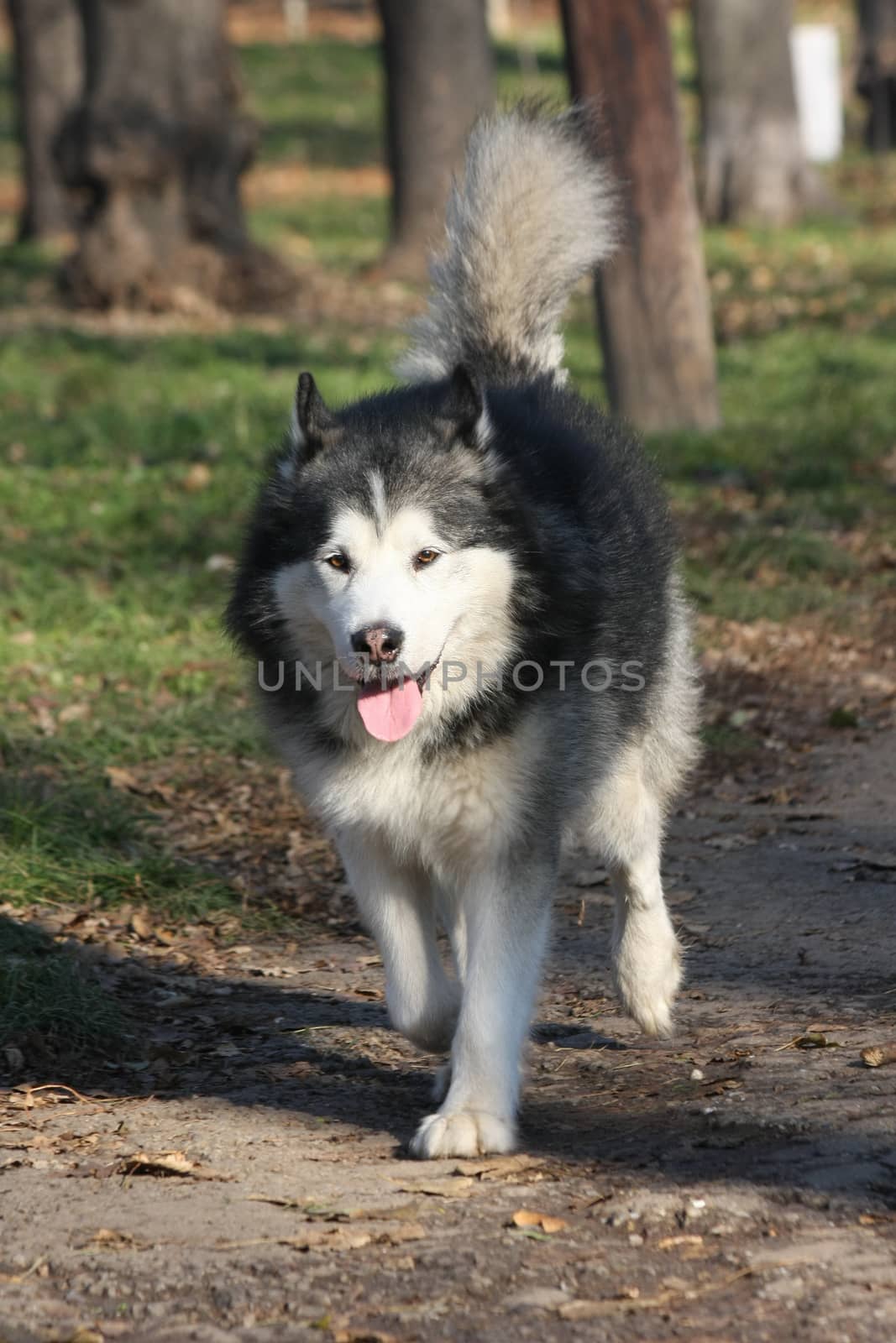  Beautiful  Alaskan Malamute walking in the forest by tdjoric