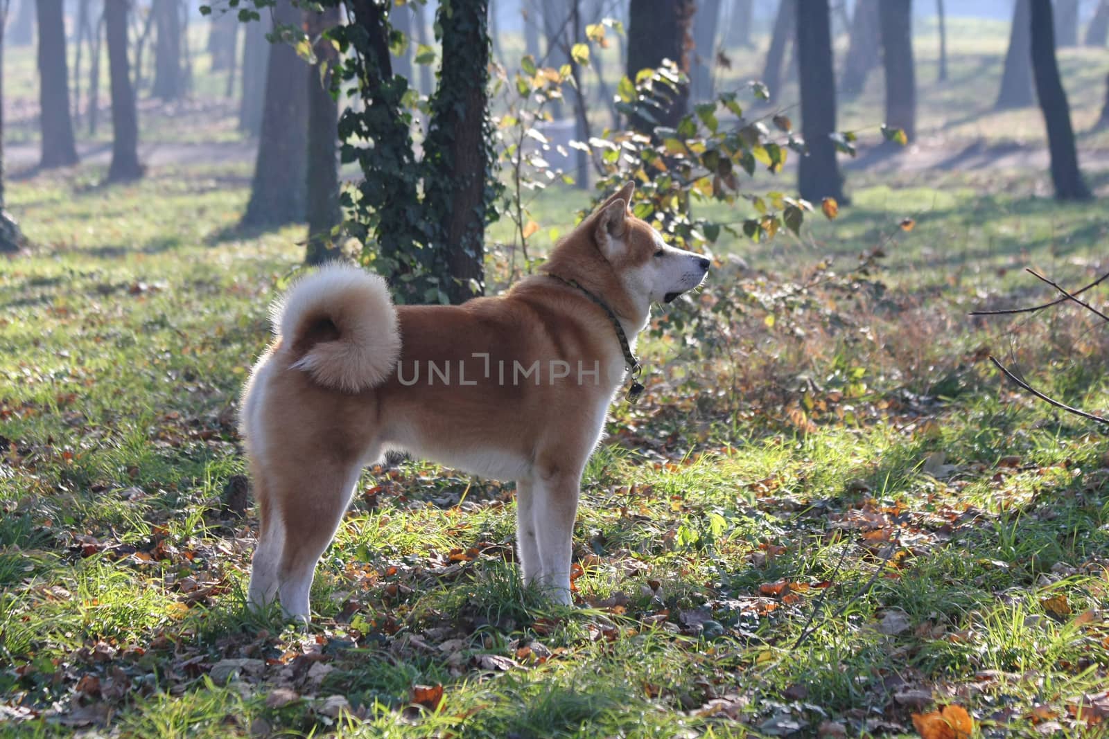 Beautiful Akita Inu proudly posing in the forest of public park