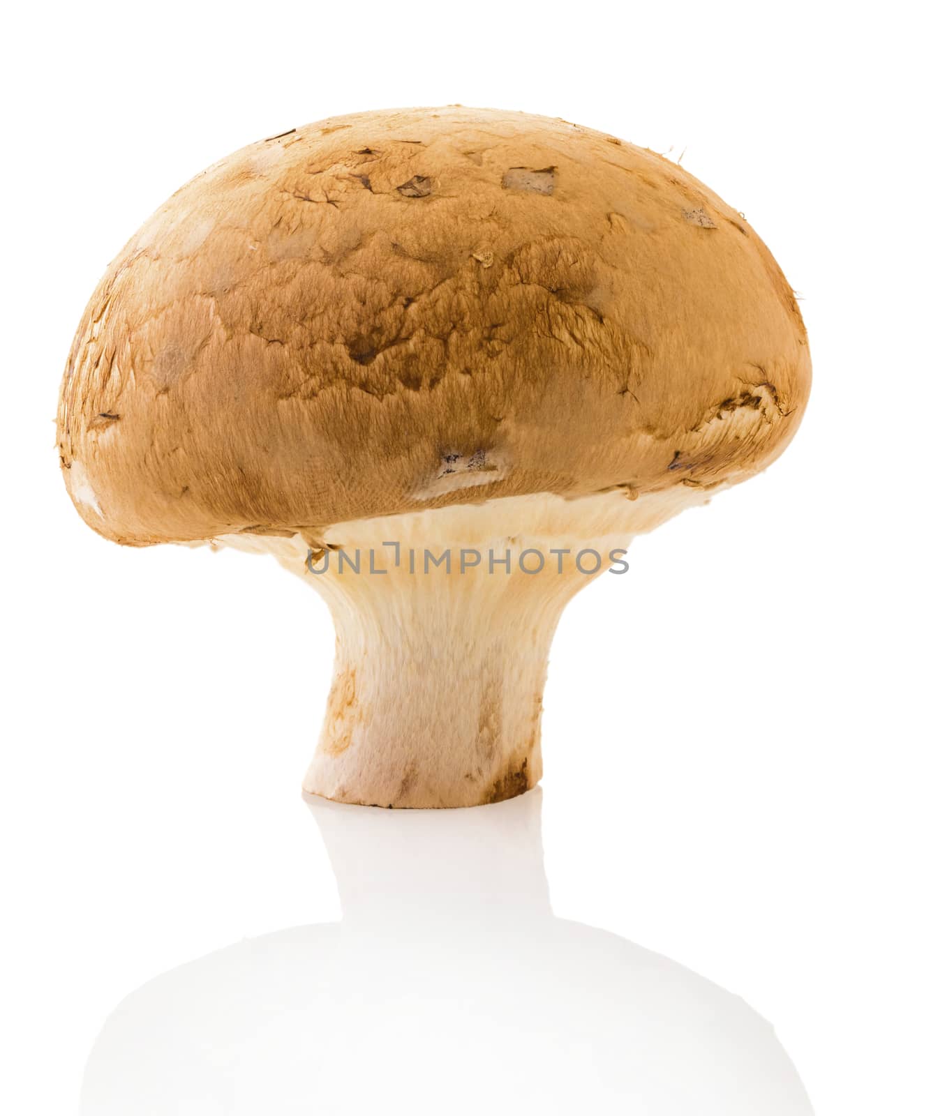 natural mushroom champignon isolated on white background