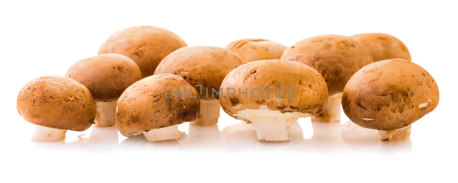 natural mushrooms champignons isolated on white background