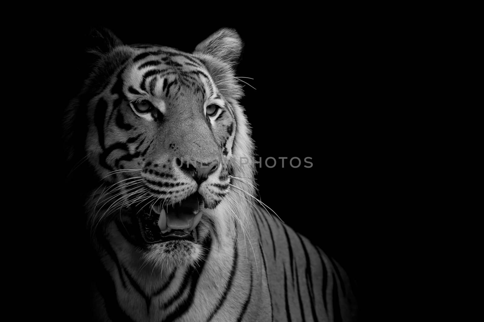 close up face tiger isolated on black background by art9858