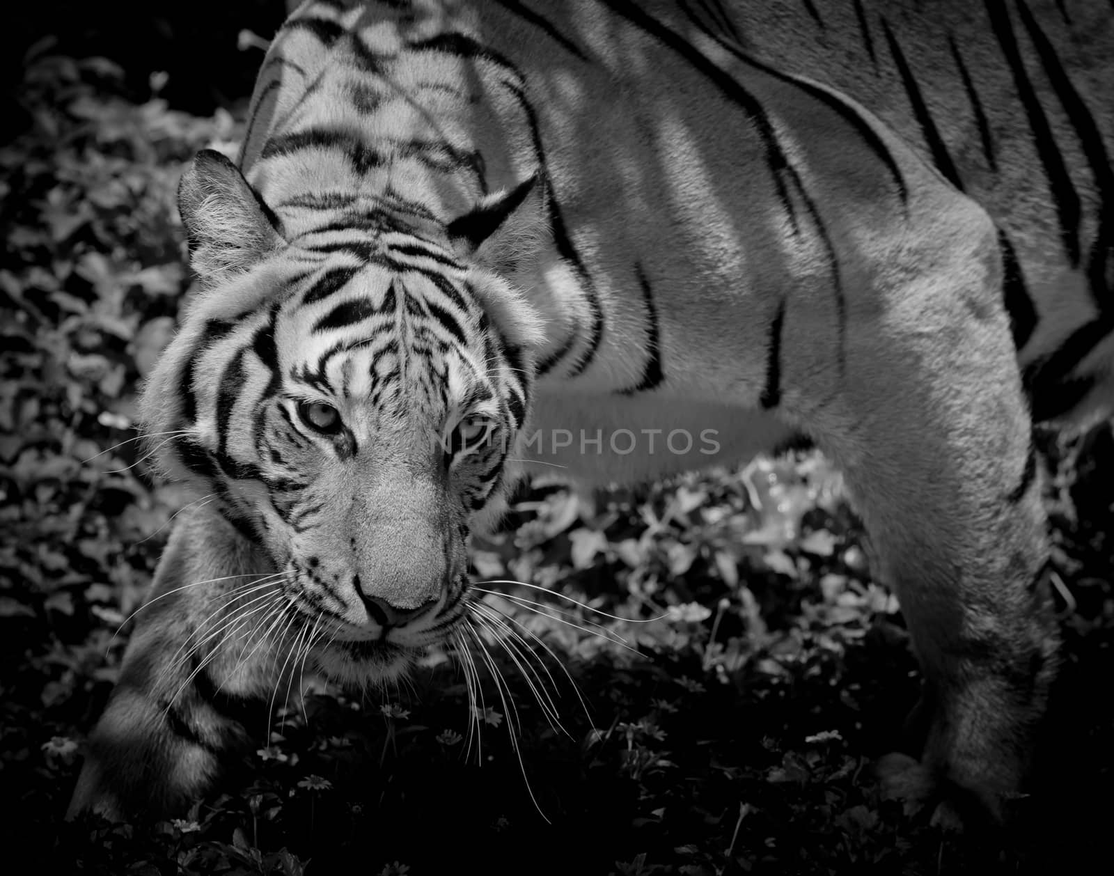 Black and White Tiger looking his prey and ready to catch it.