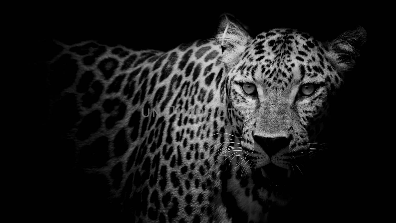 Leopard portrait by art9858