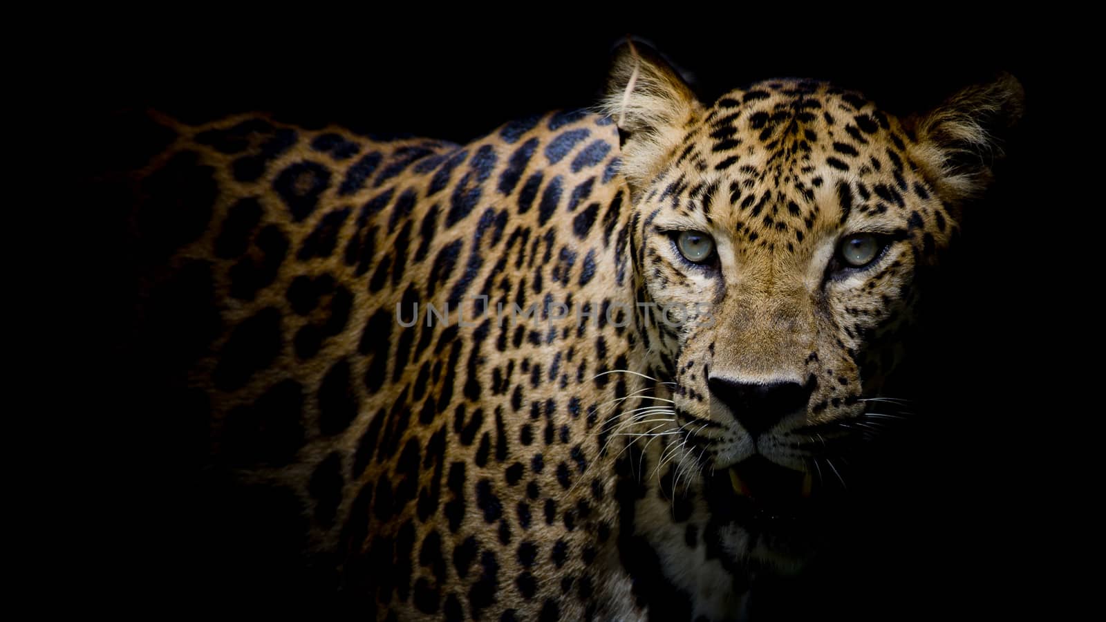 Leopard portrait