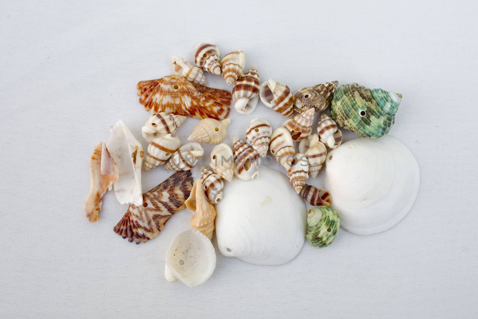 Sea Shells Decoration on white background