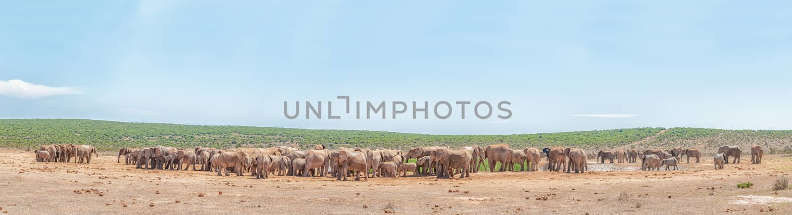 More than 200 elephants waiting to drink  by dpreezg
