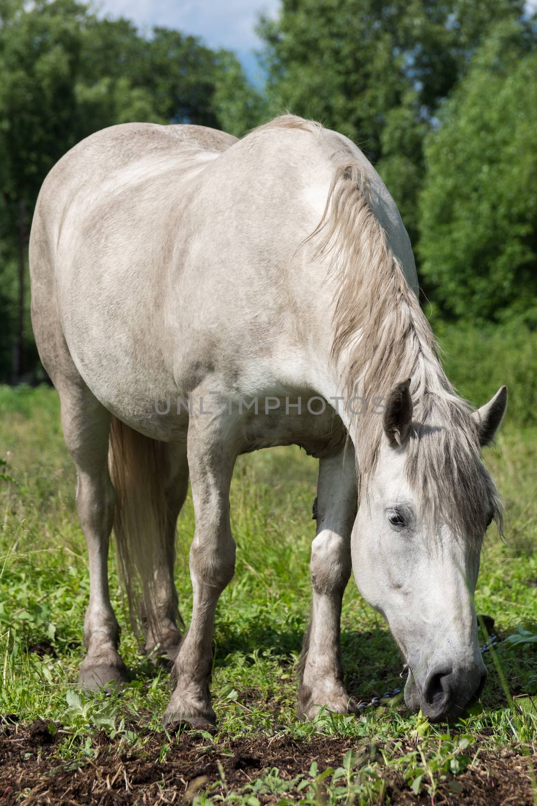 The photo shows a horse in the meadow