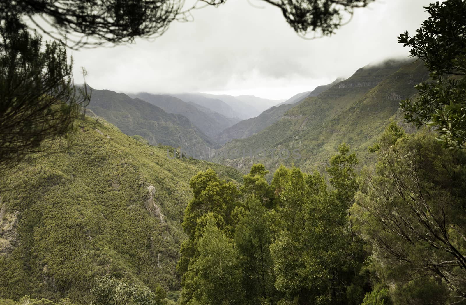 green nature on the madeira island mountains