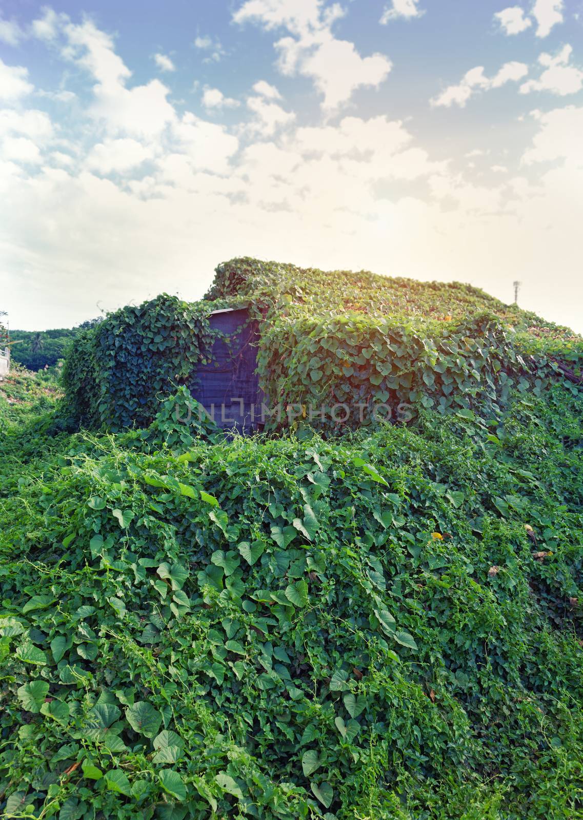 Lost overgrown house photo. 