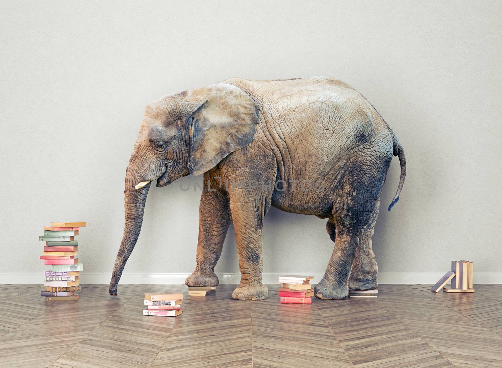 an elephant  in the room with booksl. Creative concept