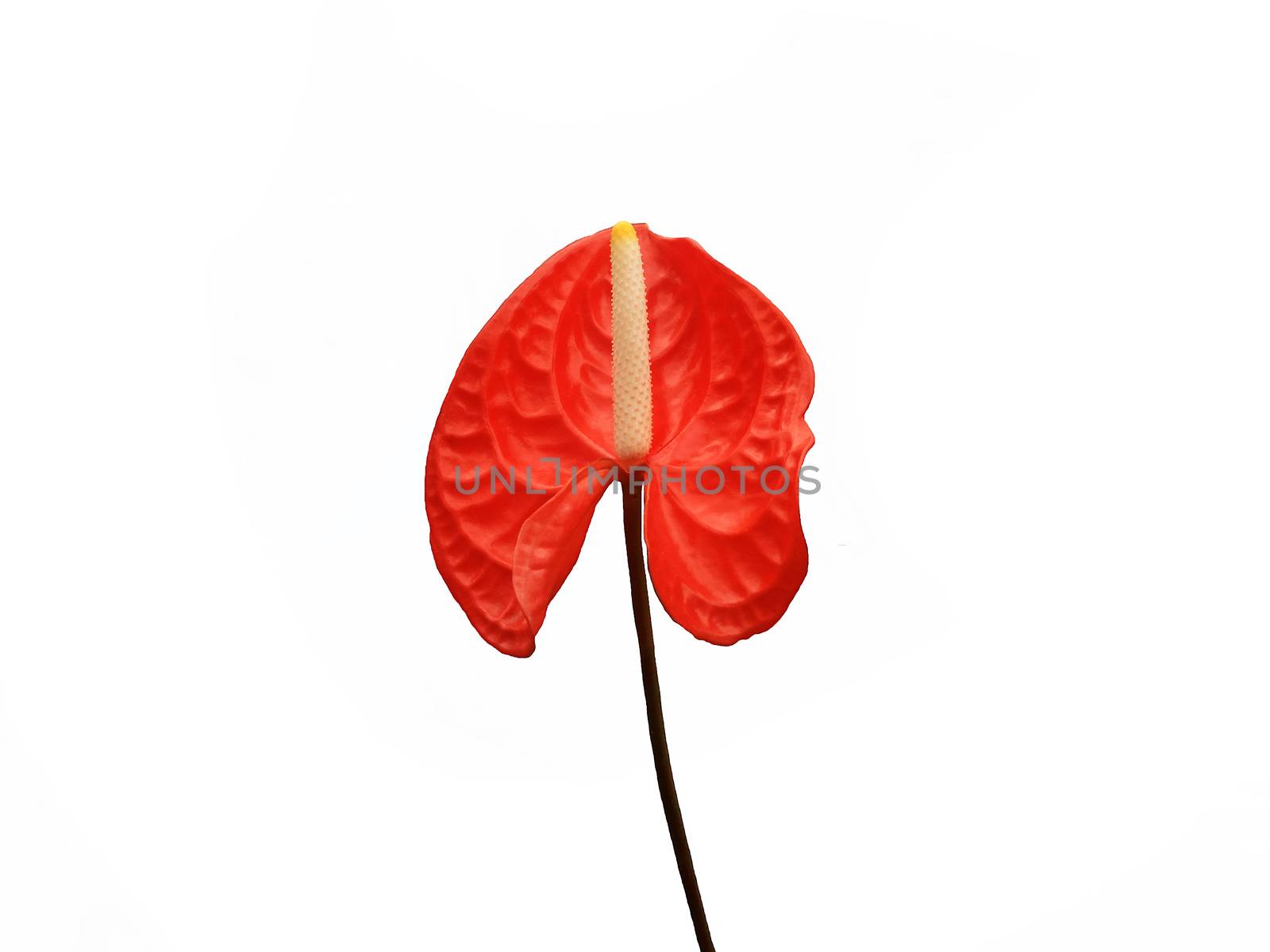 Dark red anthurium isolated on white background