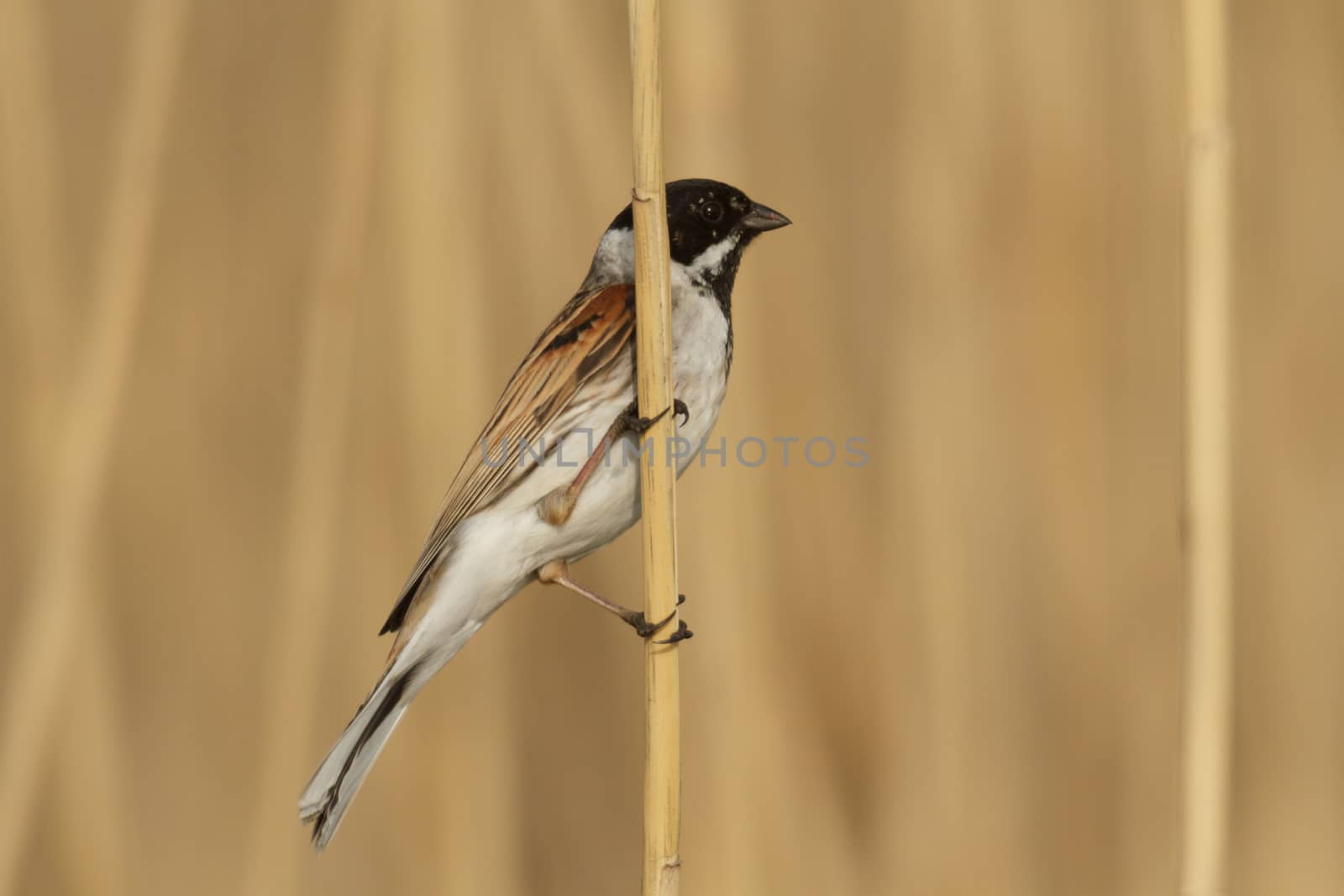 wild bird in natural habitat, nature series