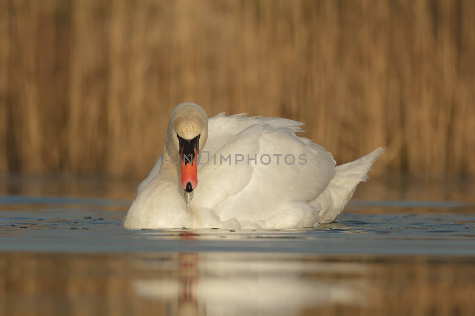 swan on blue lake in sunny day, swans on pond, nature series