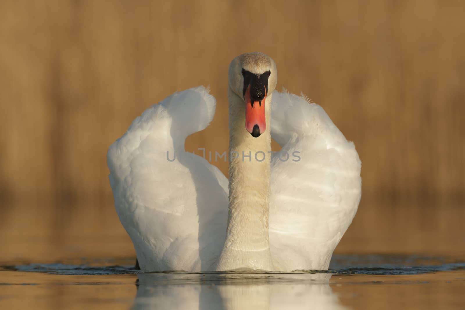 swan on blue lake in sunny day, swans on pond, nature series