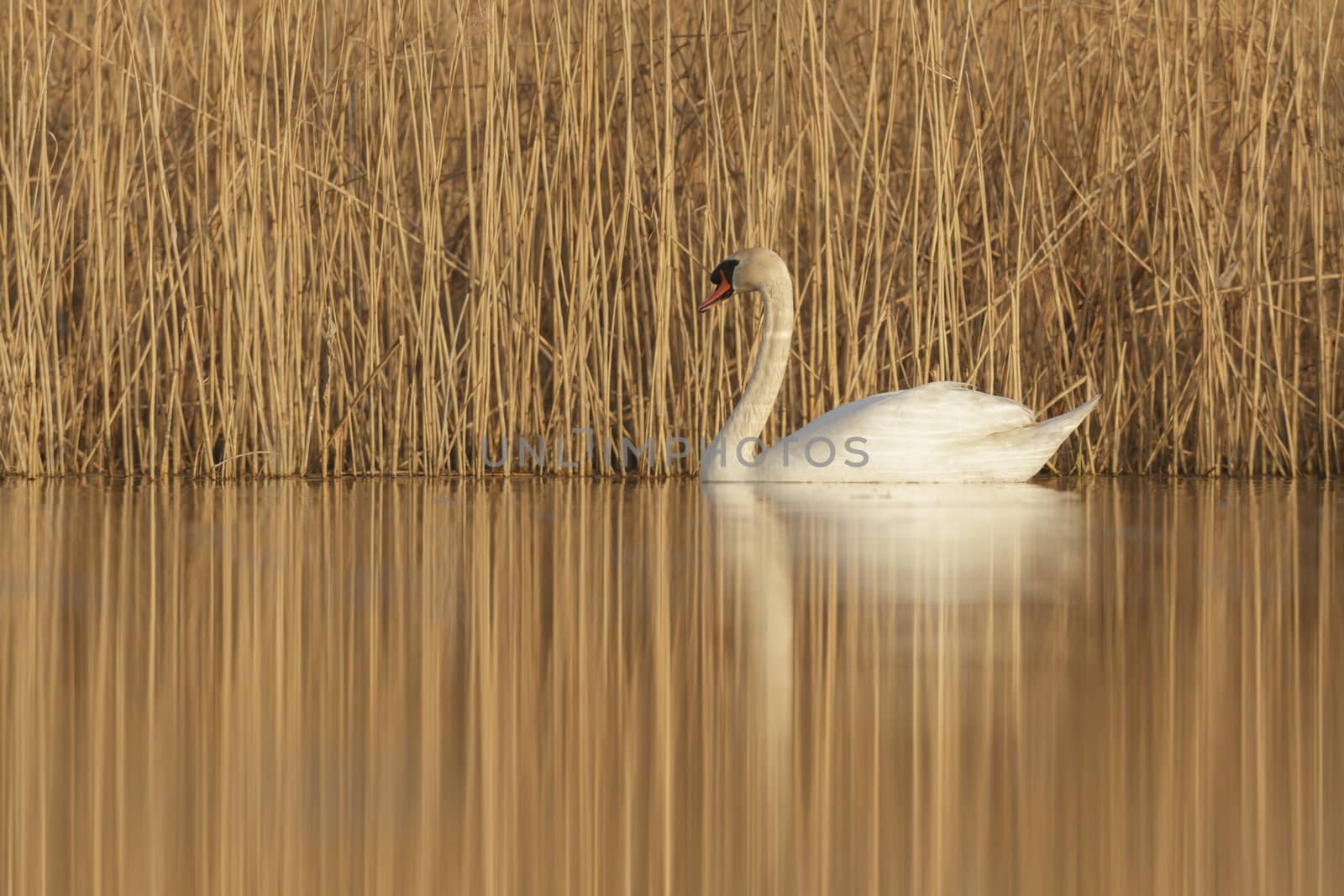 swan on blue lake in sunny day, swans on pond, nature series